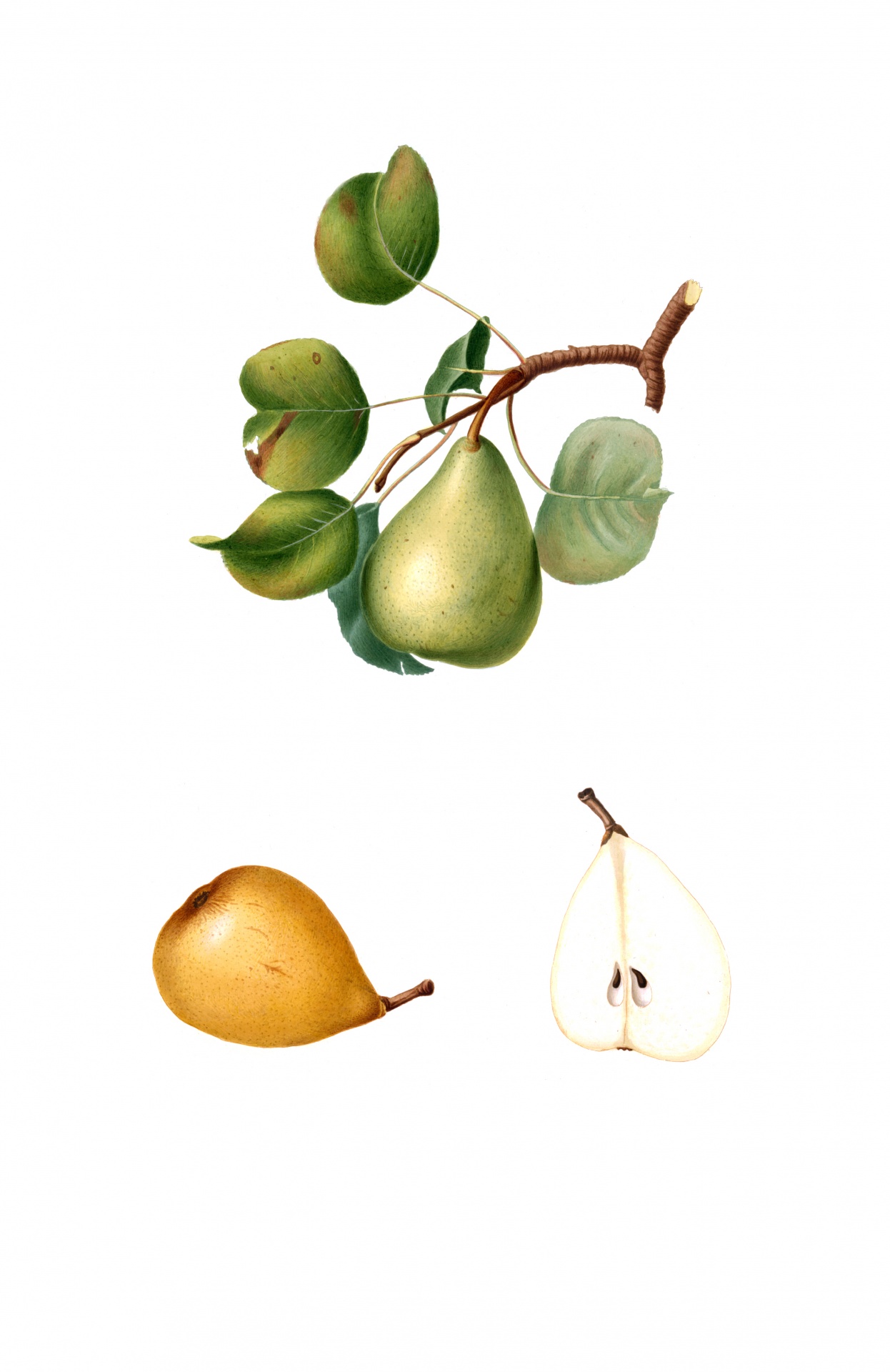 Pear Vintage Illustration