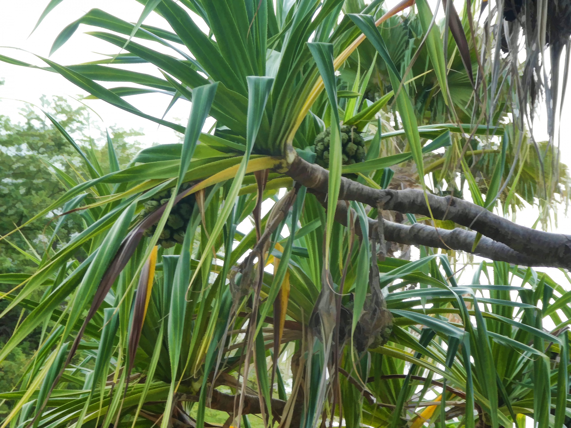 tree with green pineapples