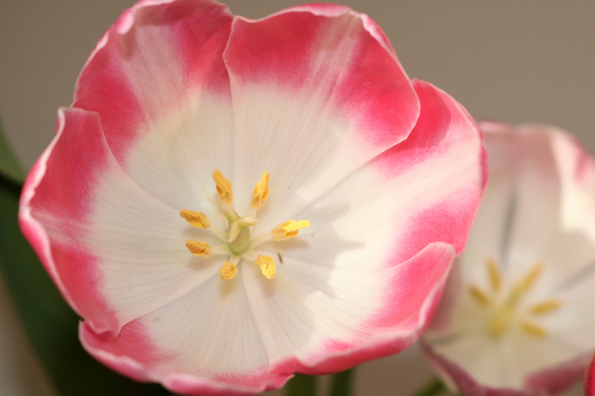 Pink And White Tulip Top View
