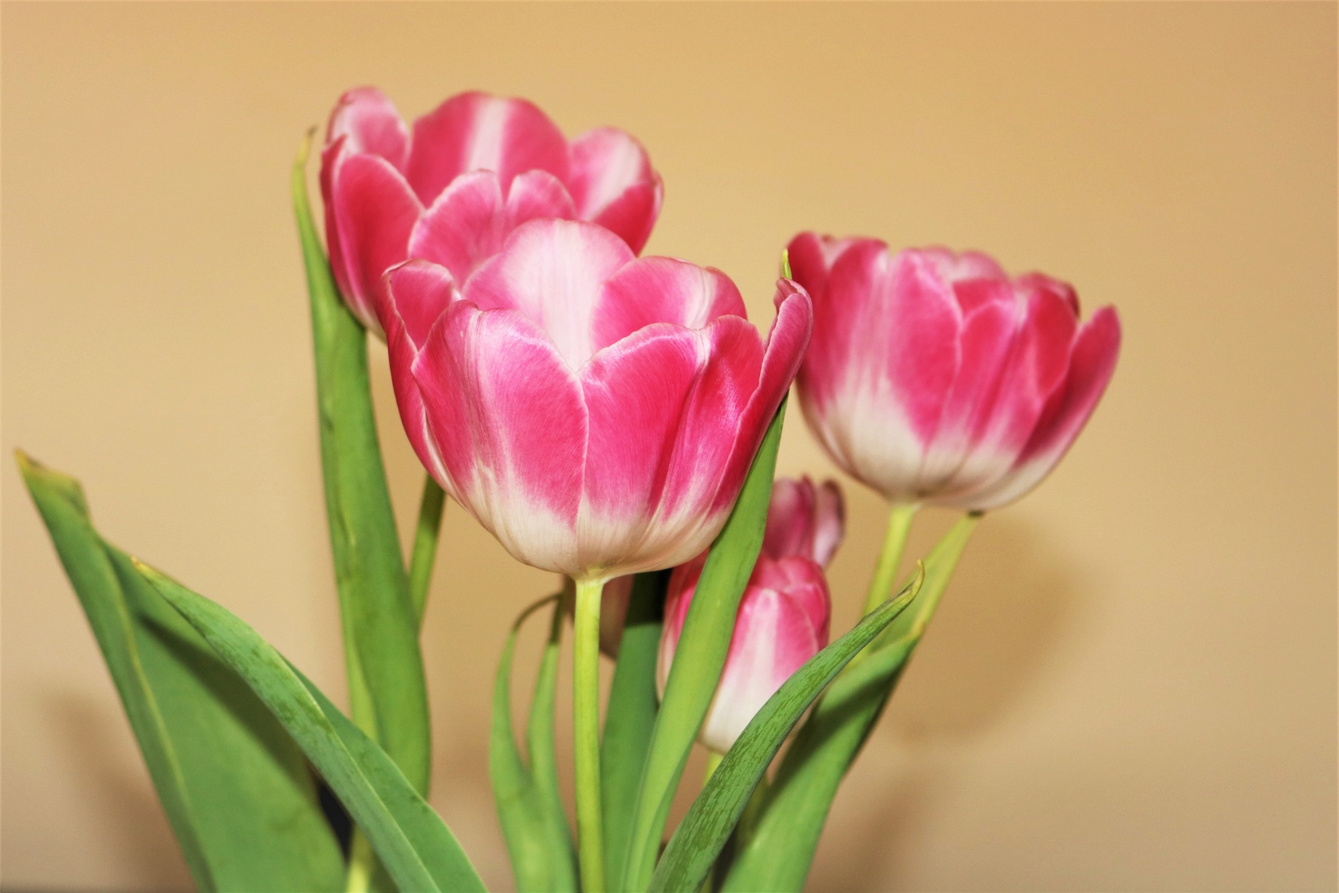 Pink And White Tulips On Yellow