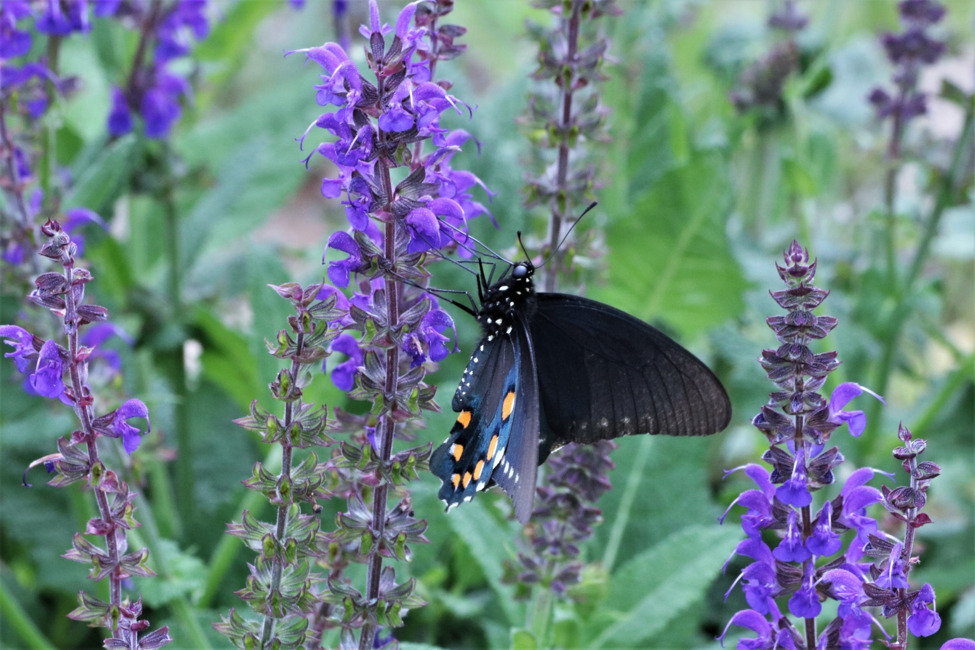 Close-up of a pipevine swallowtail butterfly on blue salvia flowers.