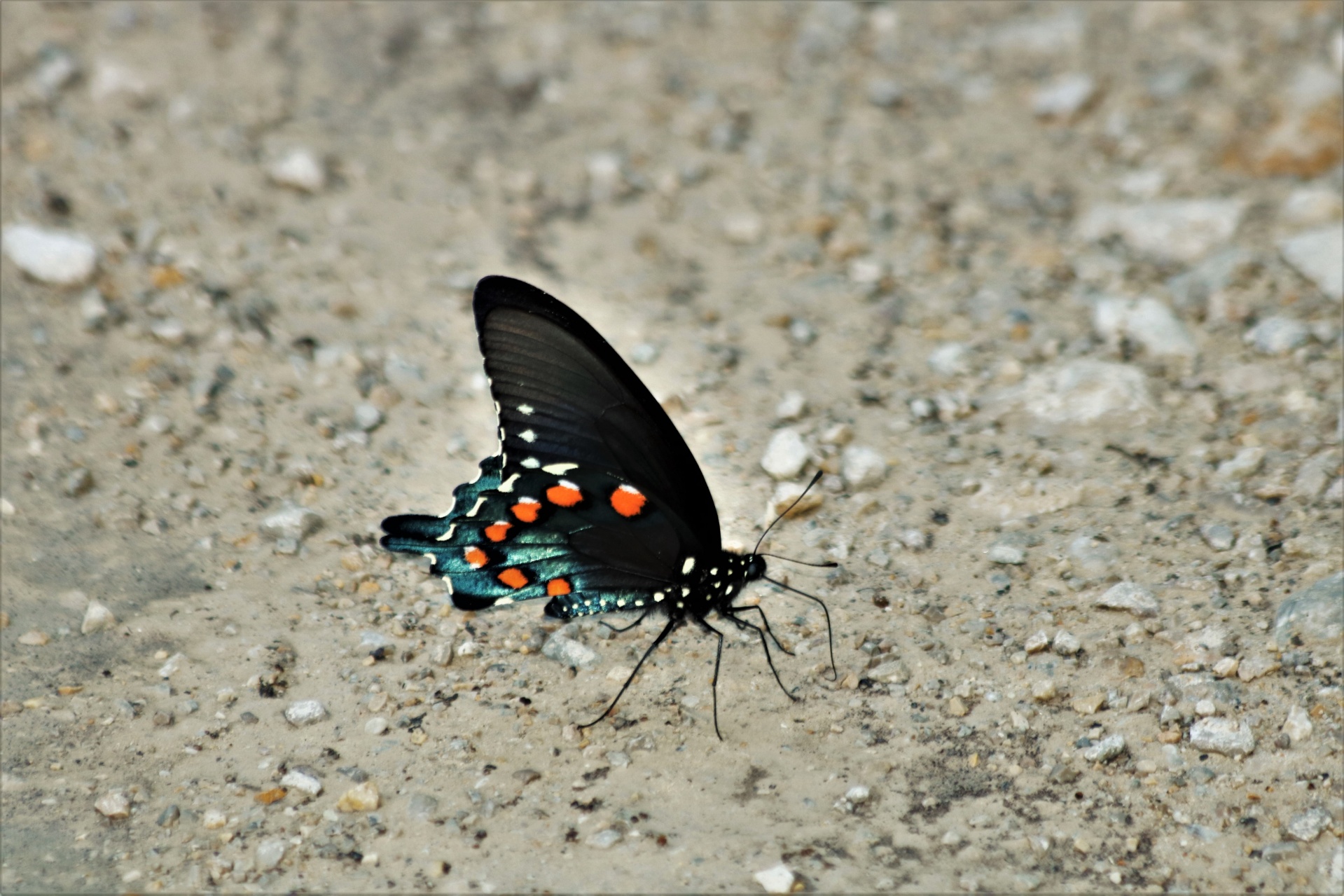 Pipevine Swallowtail On Ground