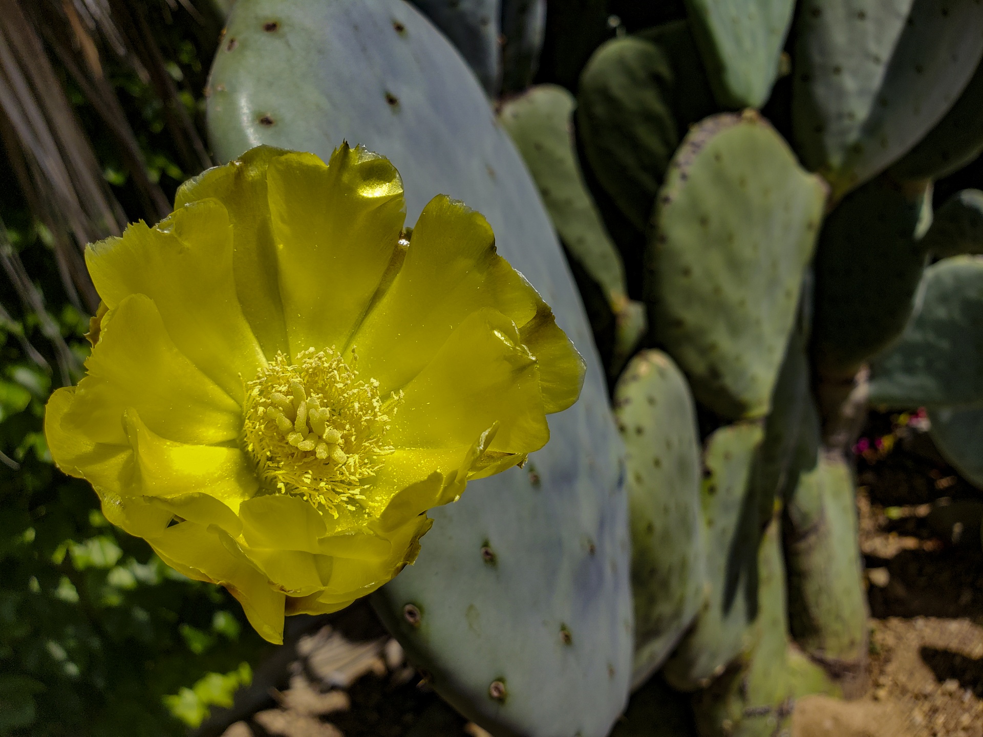 Prickly Pear Cactus Plants Bloom