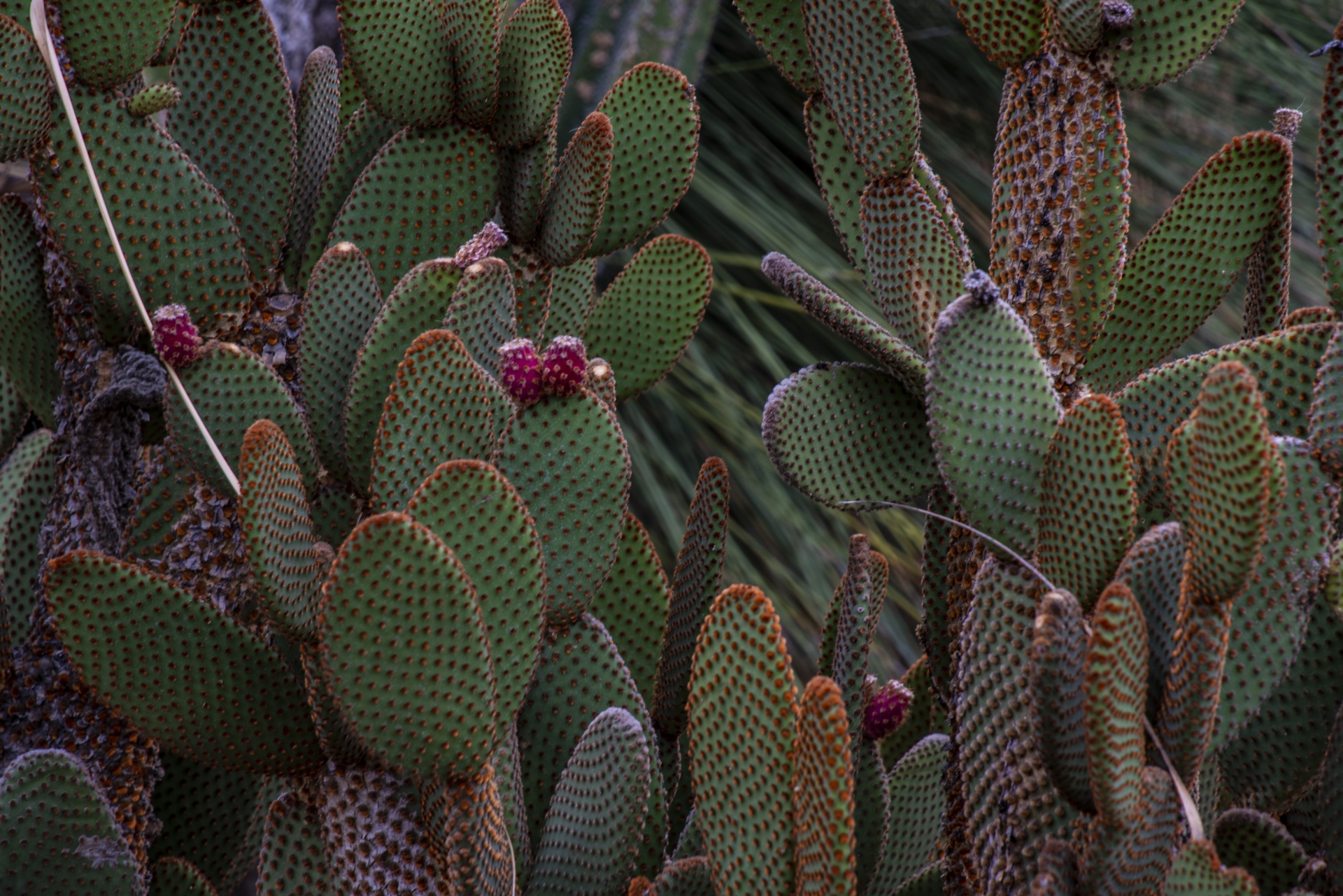 Prickly Pear Cactus Plants