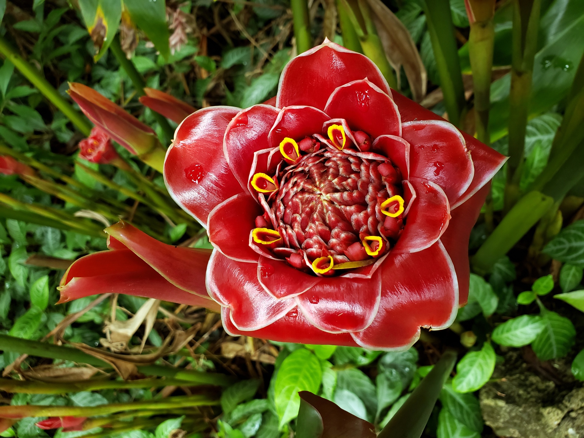 Protea Flower Free Stock Photo - Public Domain Pictures