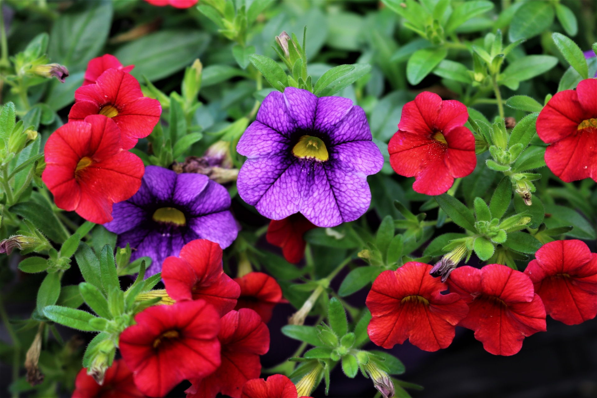 Purple And Red Mini Petunias
