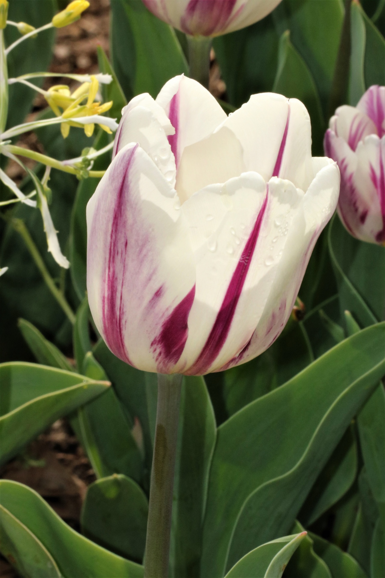 Purple And White Tulip Close-up