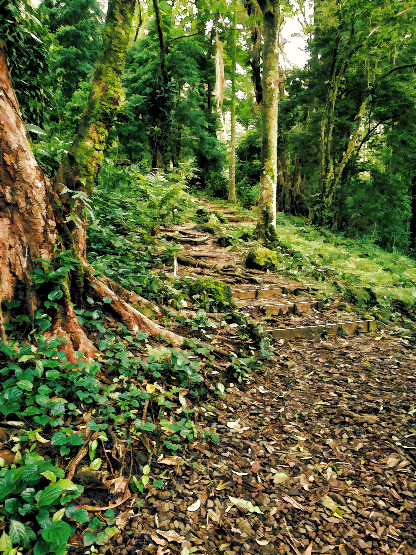 Rainforest Stairs
