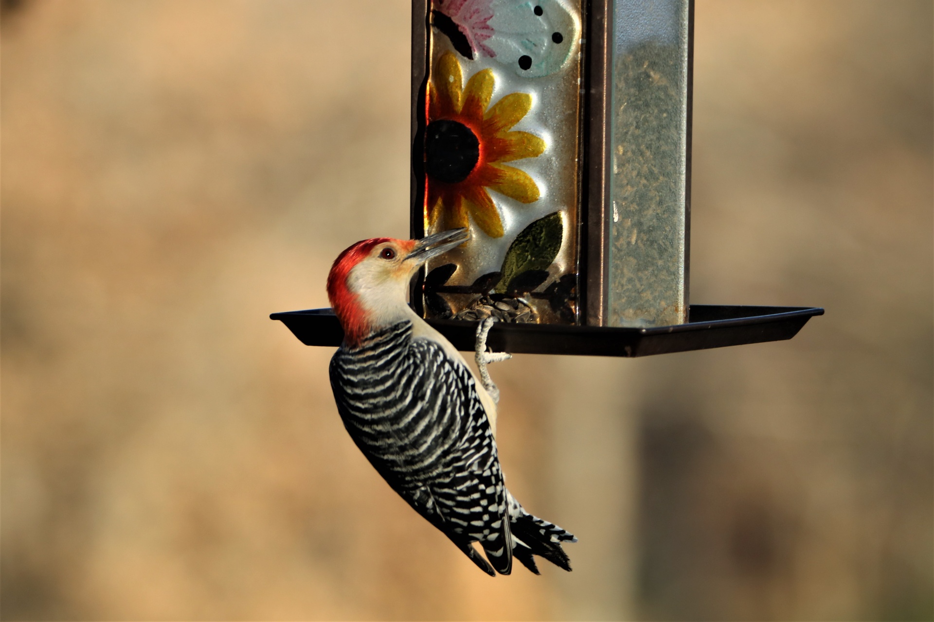 Red-bellied Woodpecker On Feeder 2