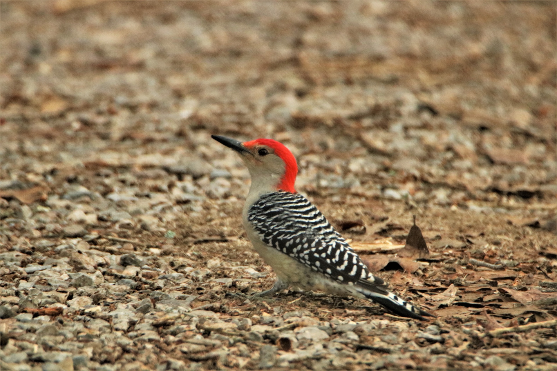 Red-bellied Woodpecker On Ground