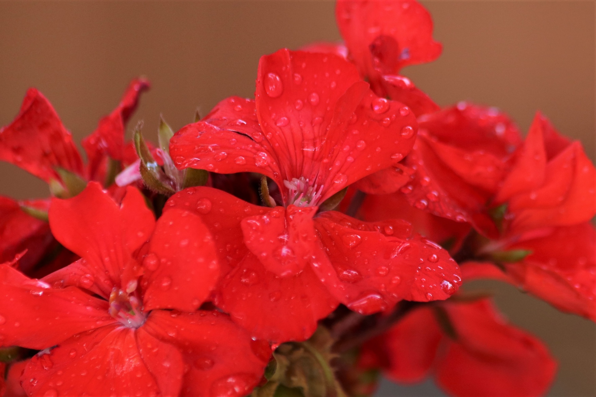Red Geranium Bloom And Rain Drops
