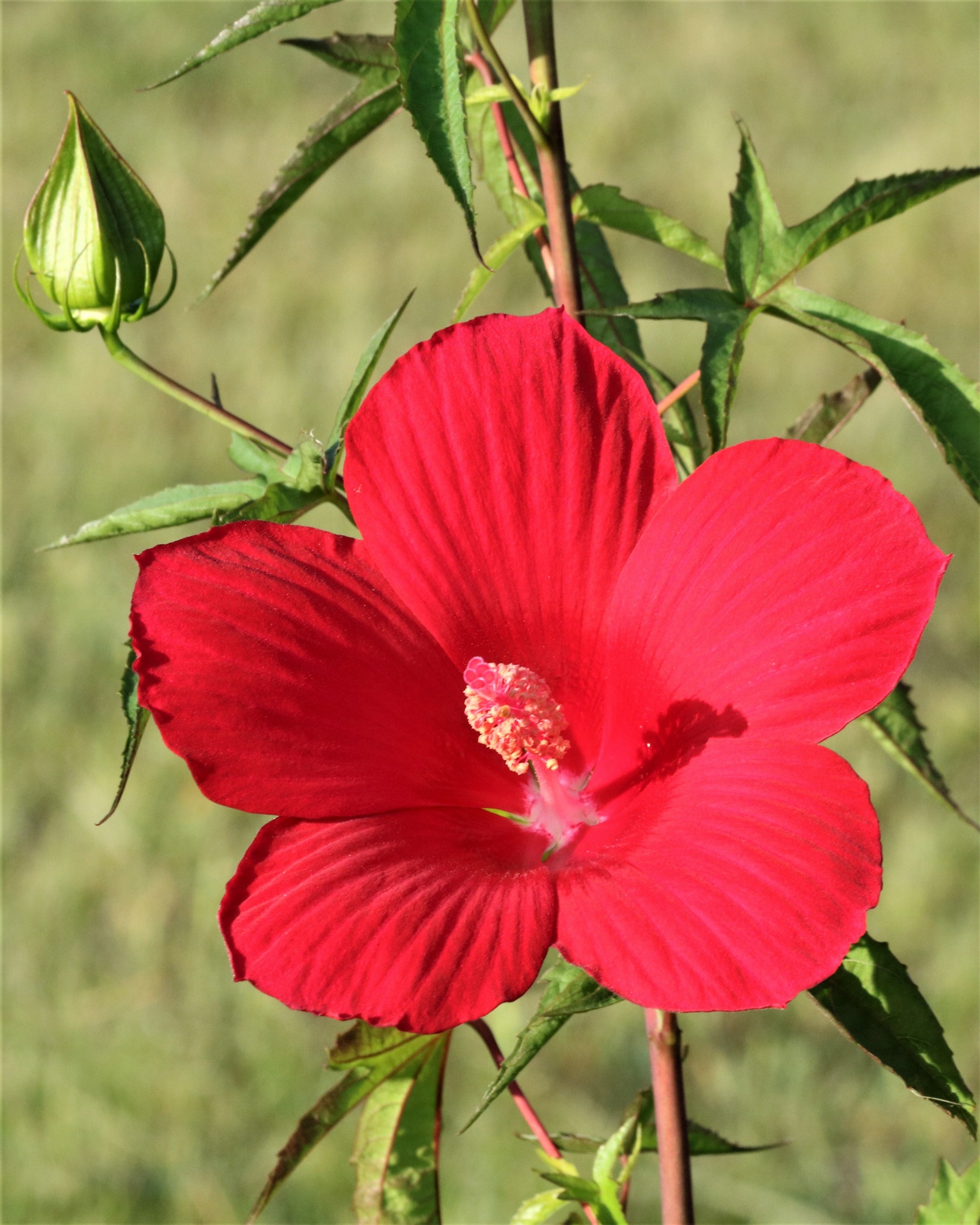 Red Hibiscus And Bud