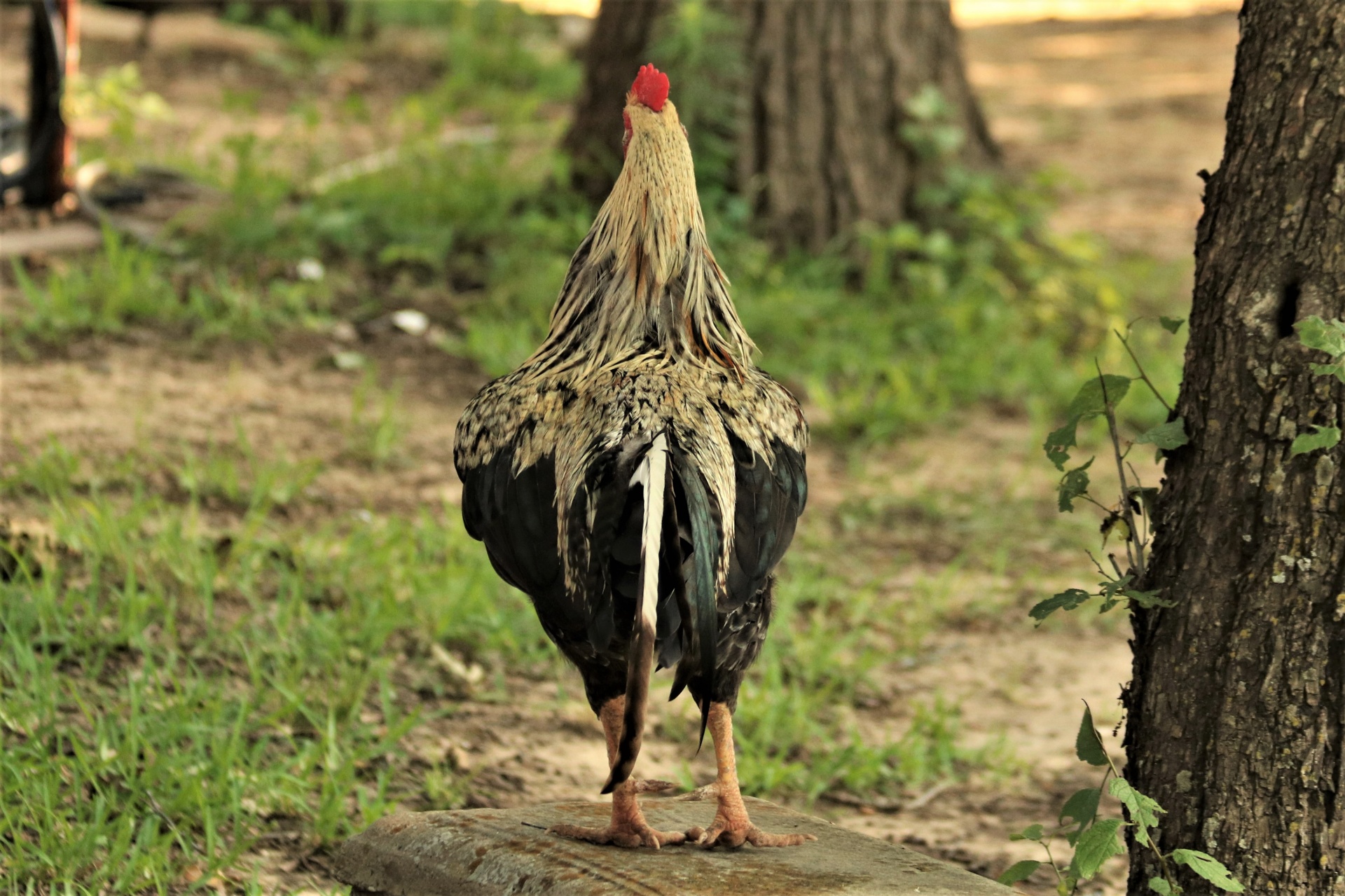 Rooster Rear View