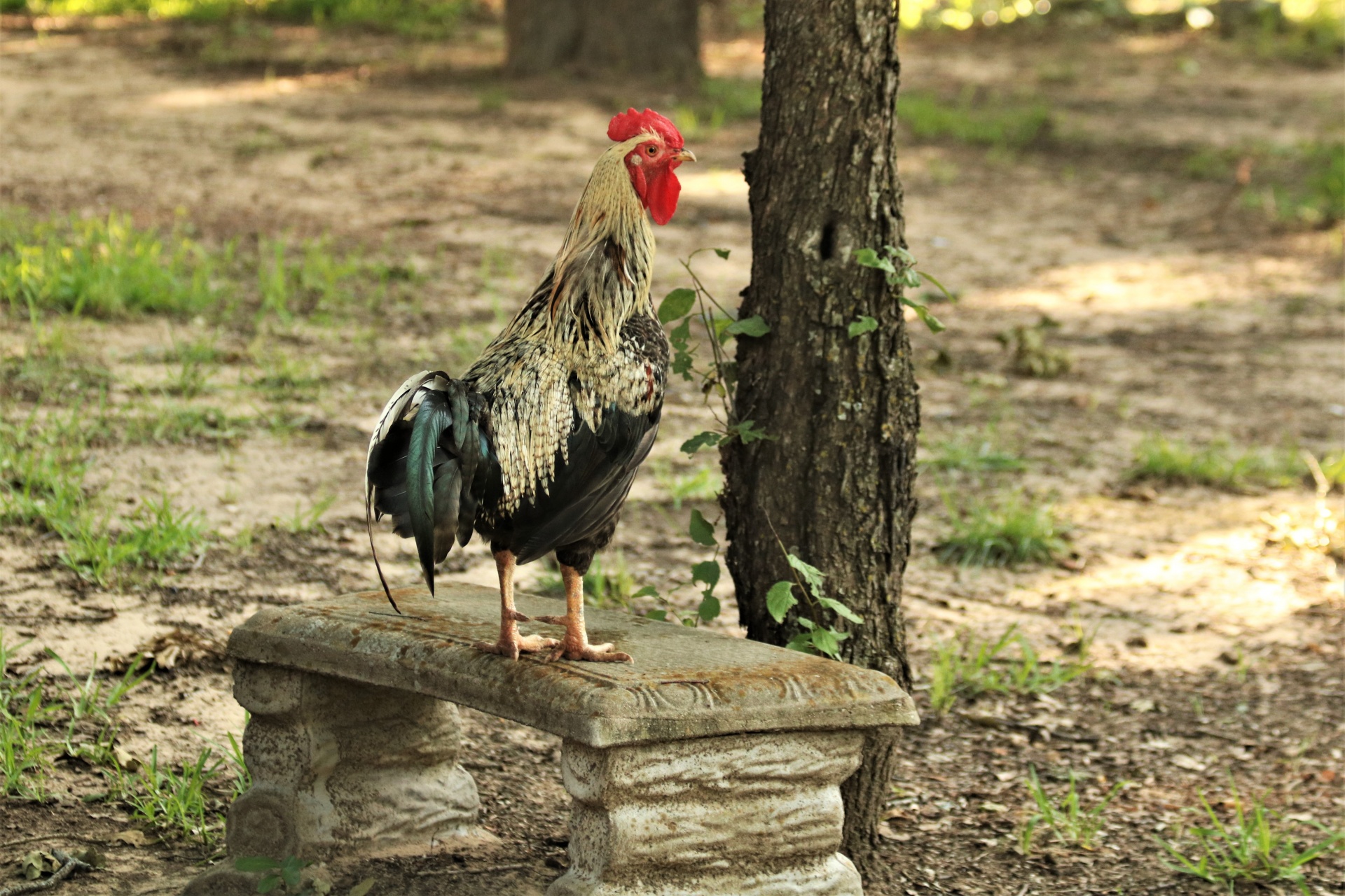 Rooster Standing On Bench