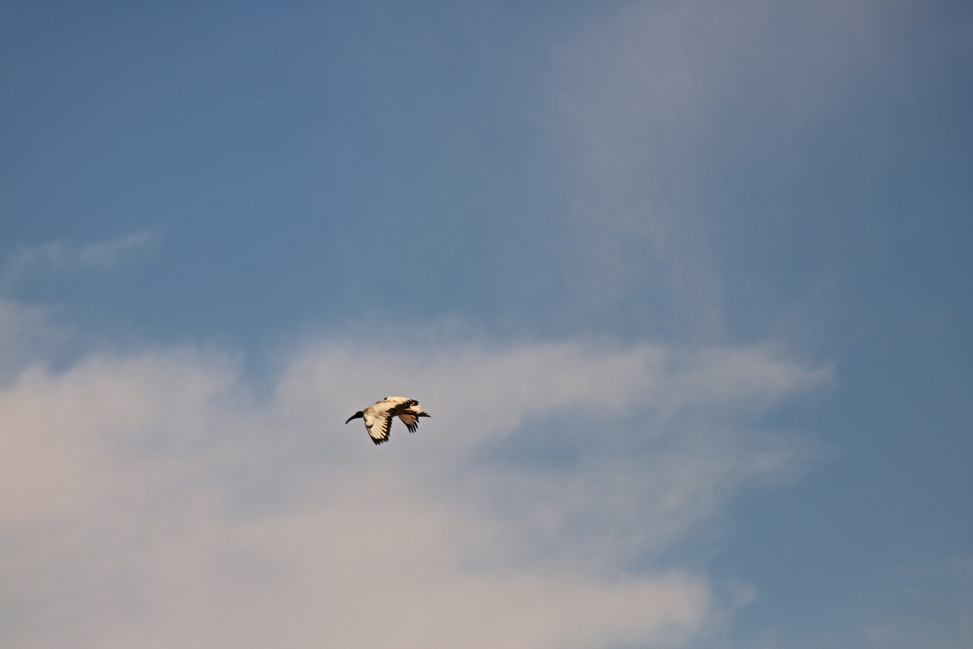 sacred ibis flying high