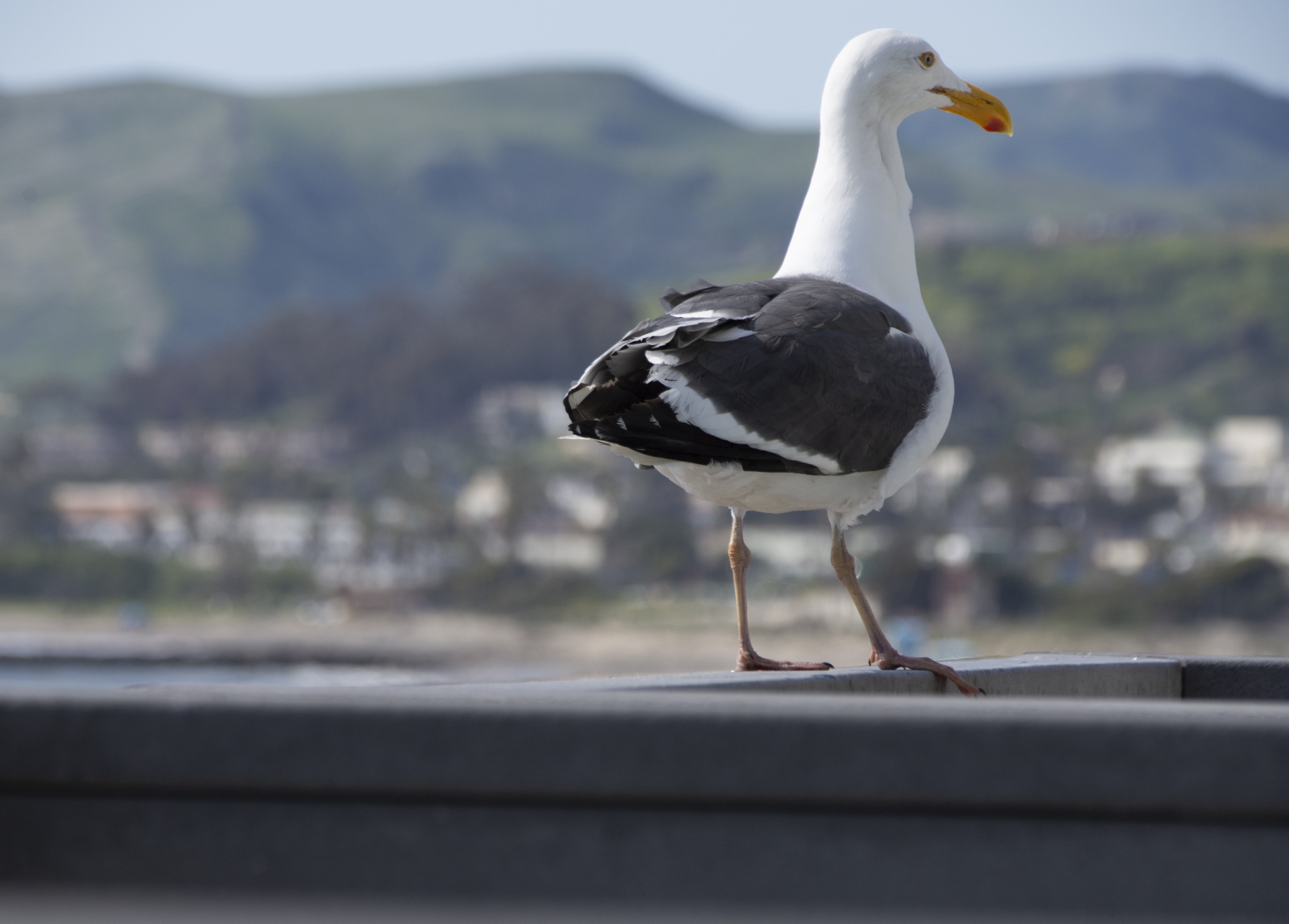Seagull On Balcony
