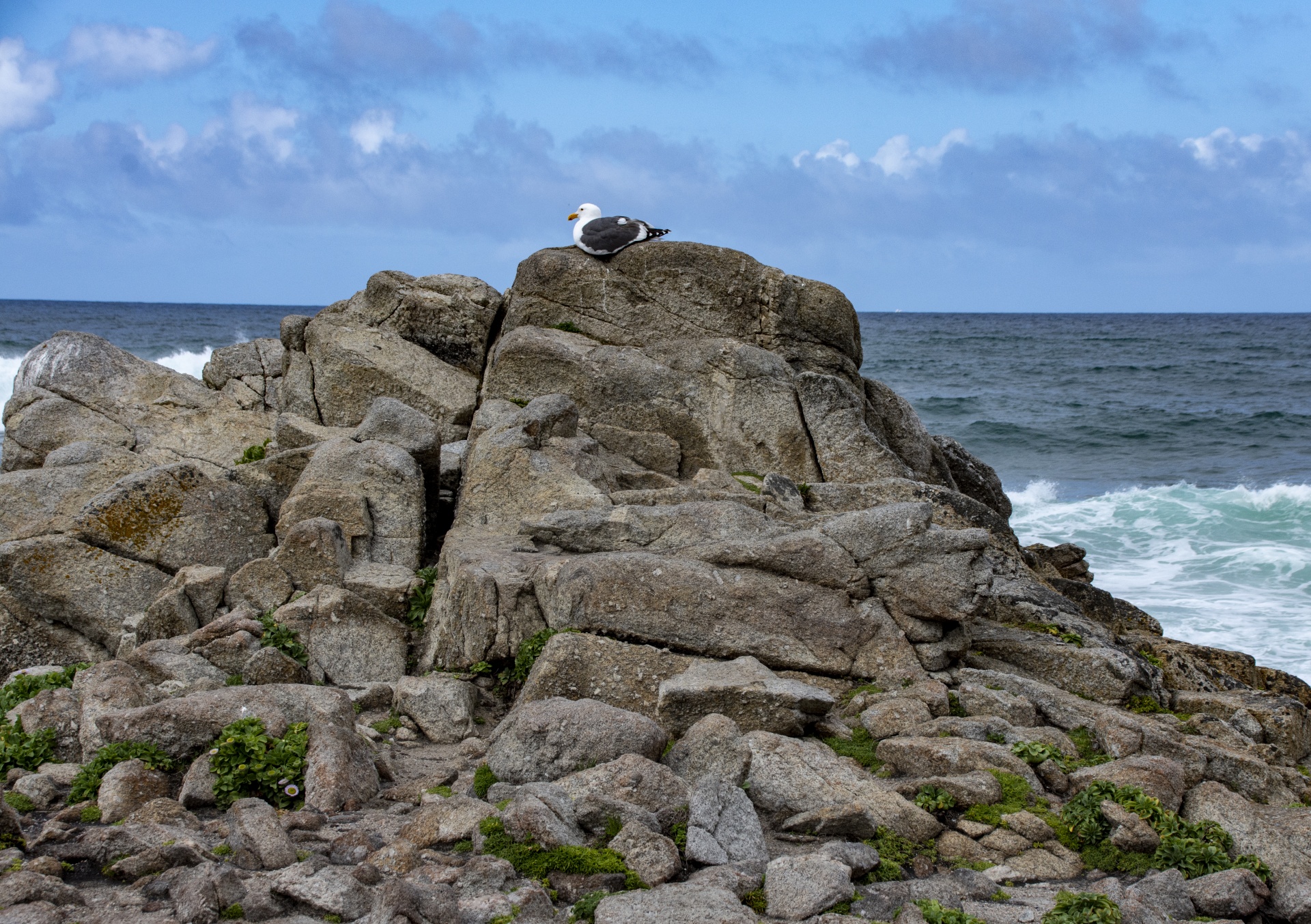 Seagull On Rocks By The Sea