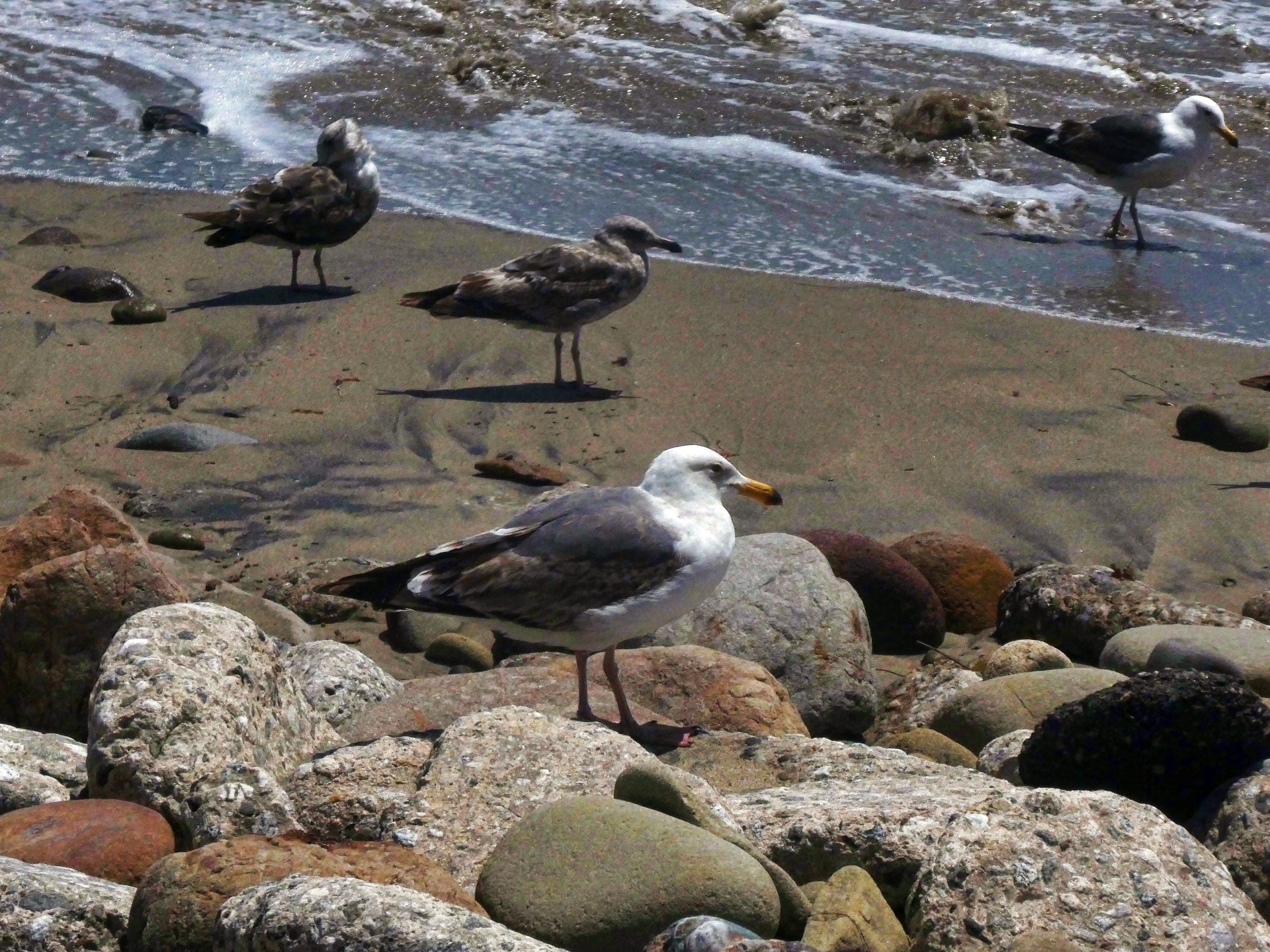 several seagulls by the ocean