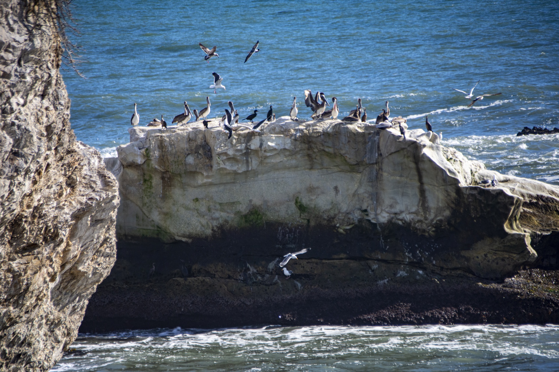 Seagulls And Pelicans
