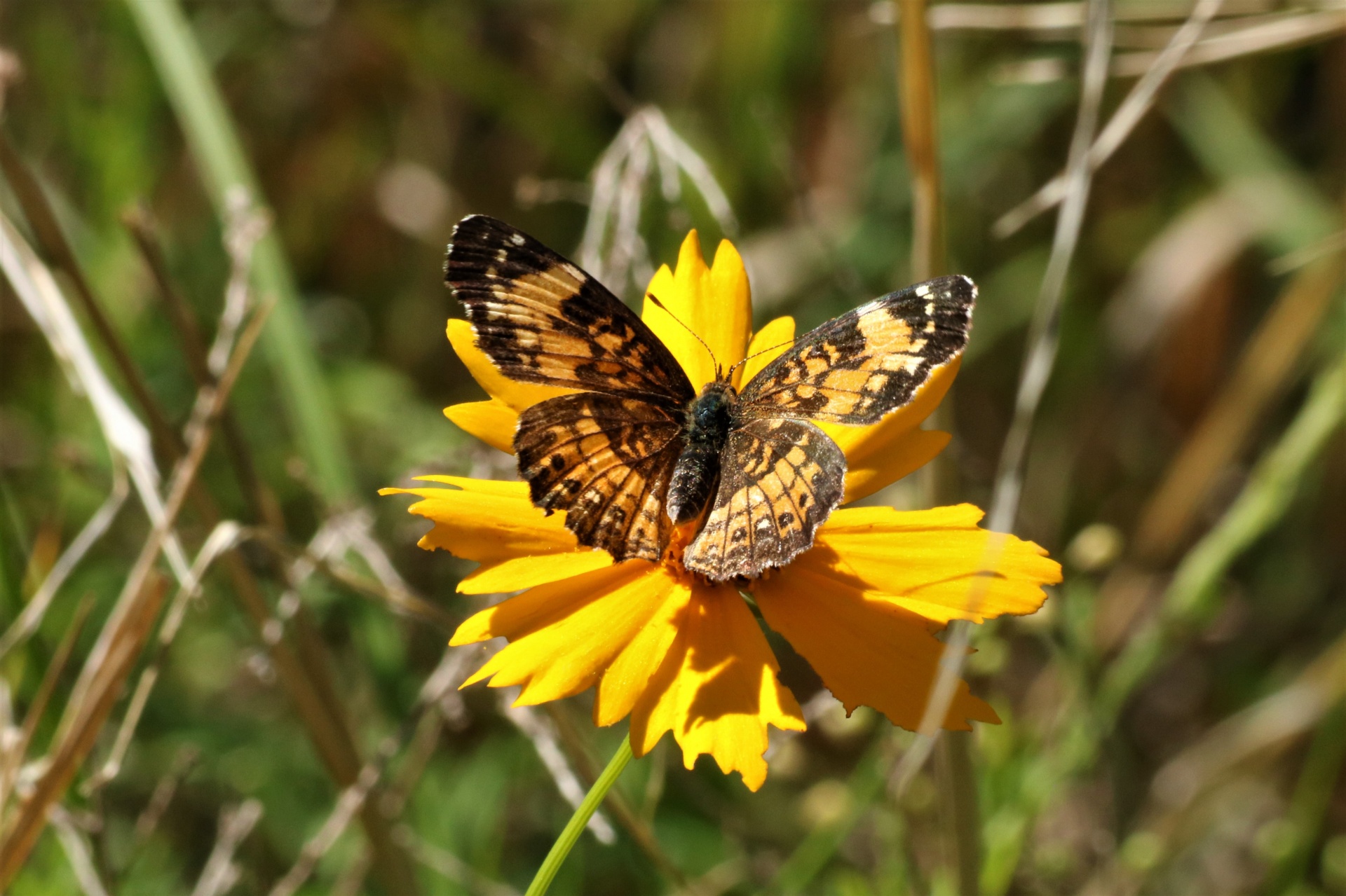 Close-up of a silvery checkerspot butterfly on a yellow cosmos wild flower.