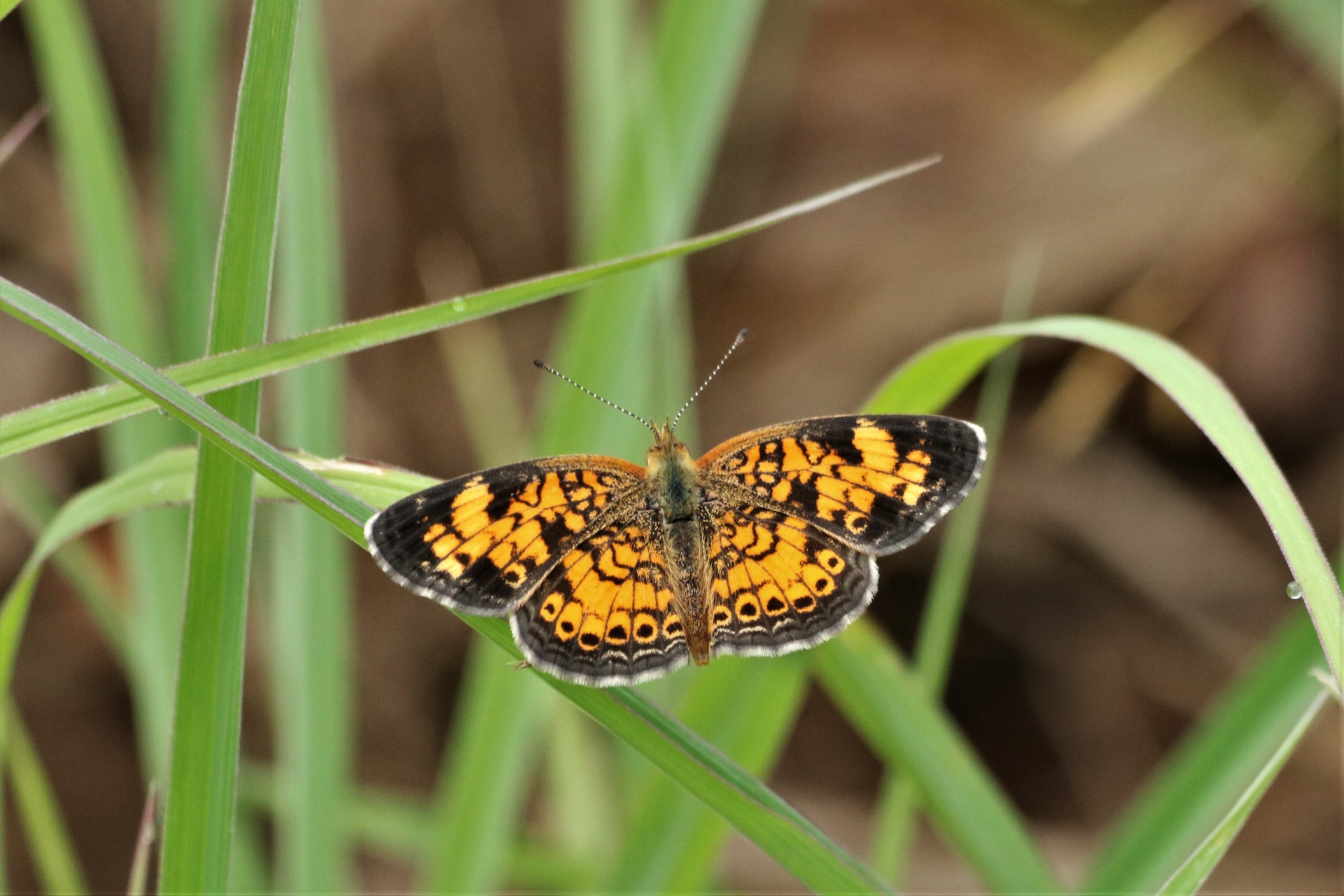 Close-up of a silvery checkerspot butterfly, with wings spread open, on a blade of green grass, in an Oklahoma country field.