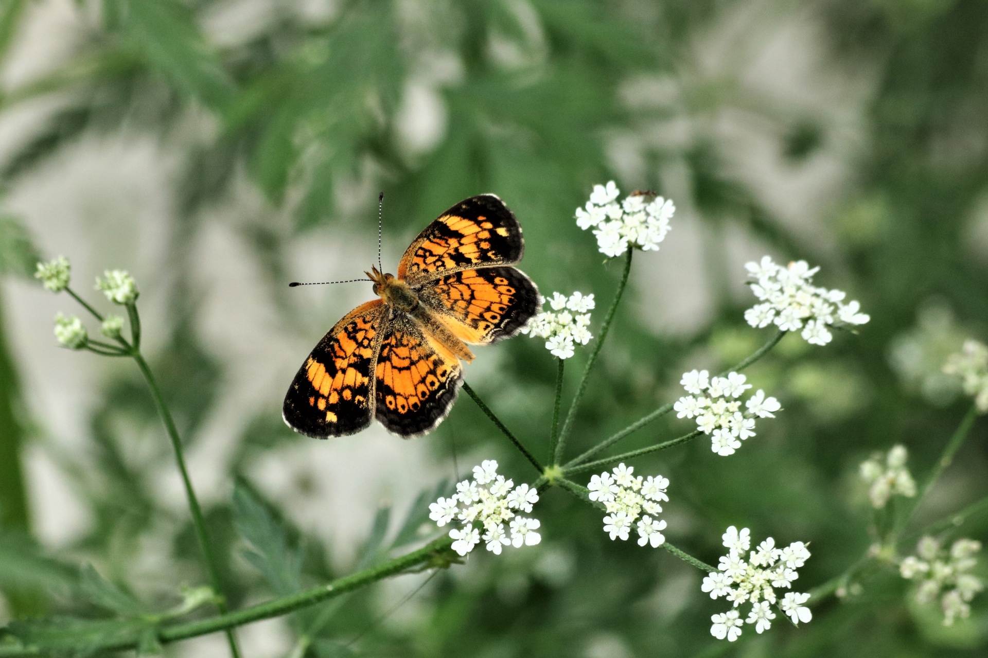 Silvery Checkerspot Butterfly 6
