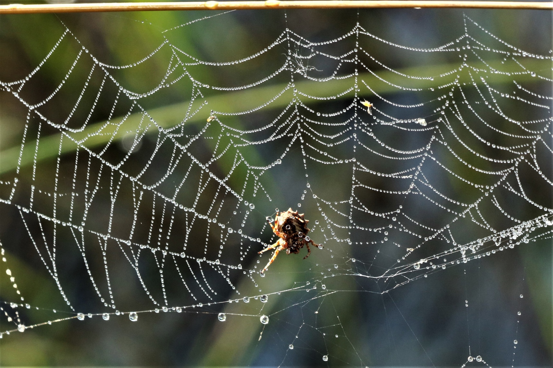 Close-up of an orb-weaver spider on its dew covered web.
