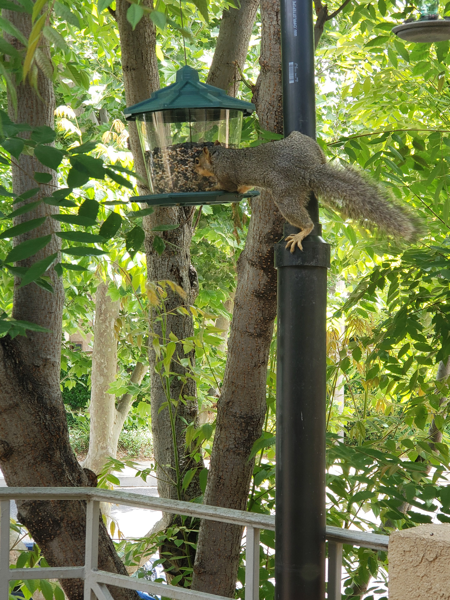 Fox squirrel eating out of a bird feeder