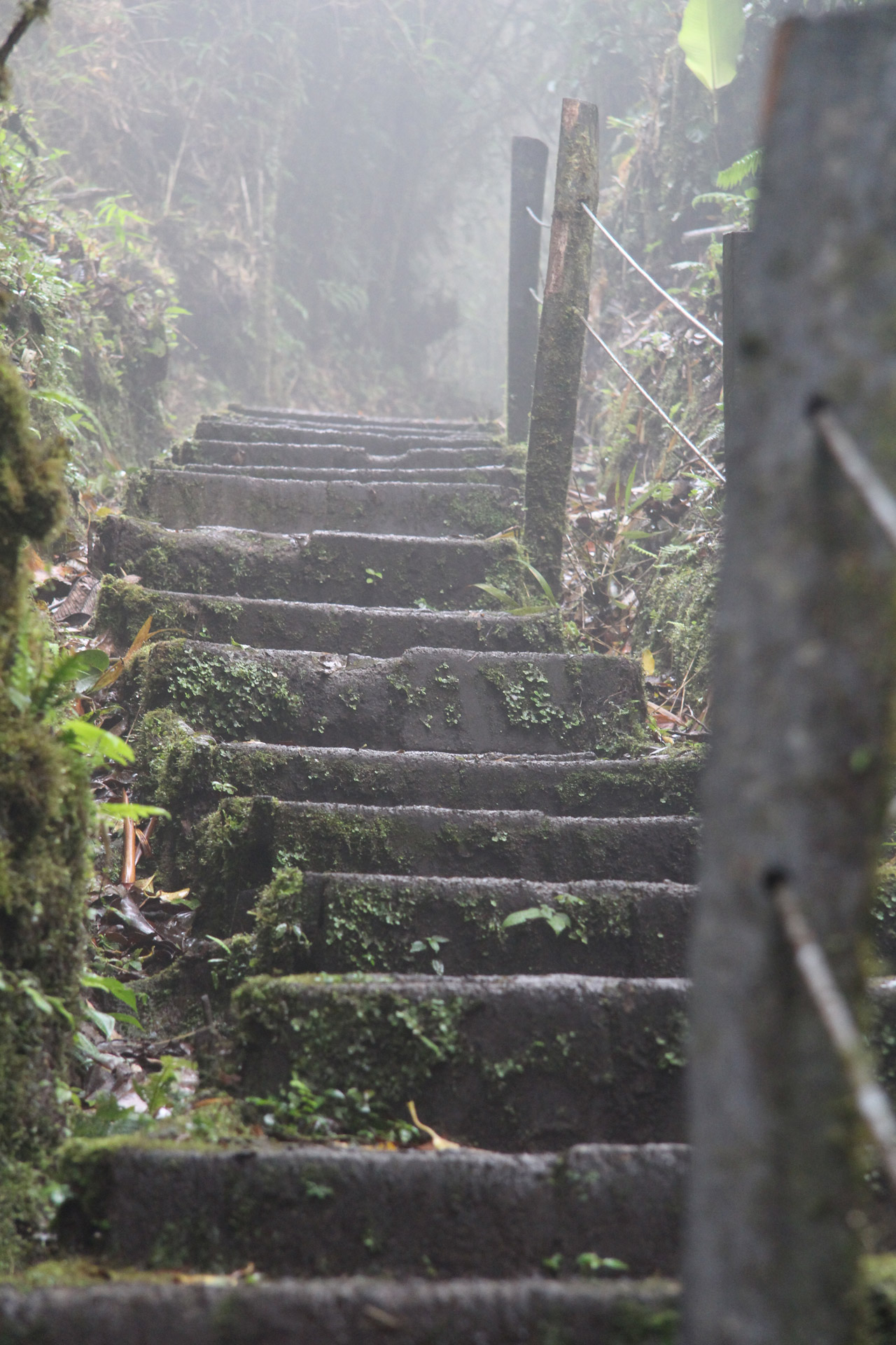 Stairs On A Path In The Rain Forest