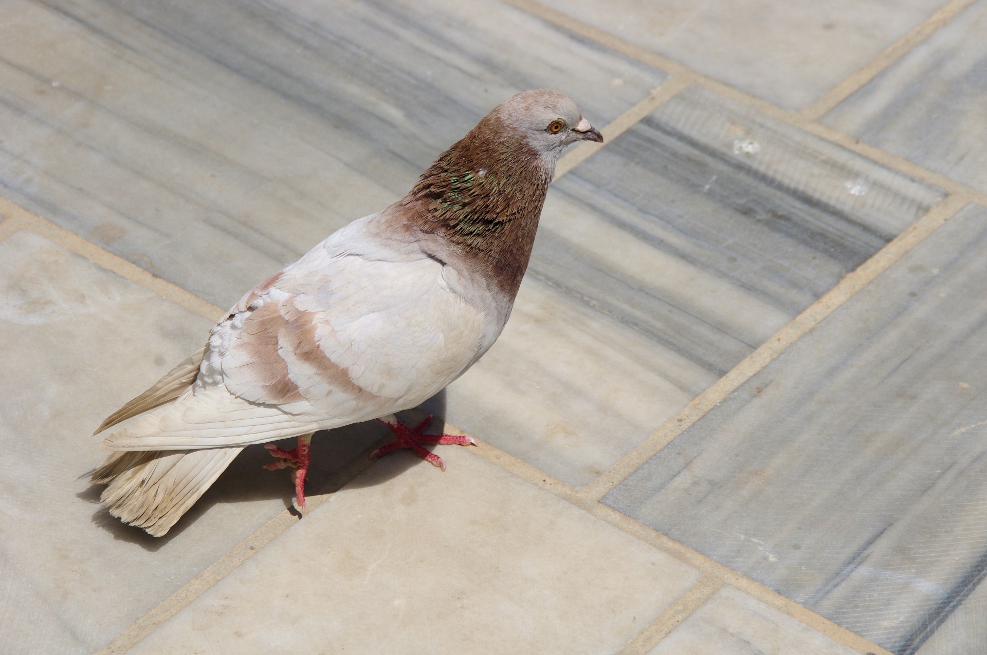 Street Pigeon On Marble Floor