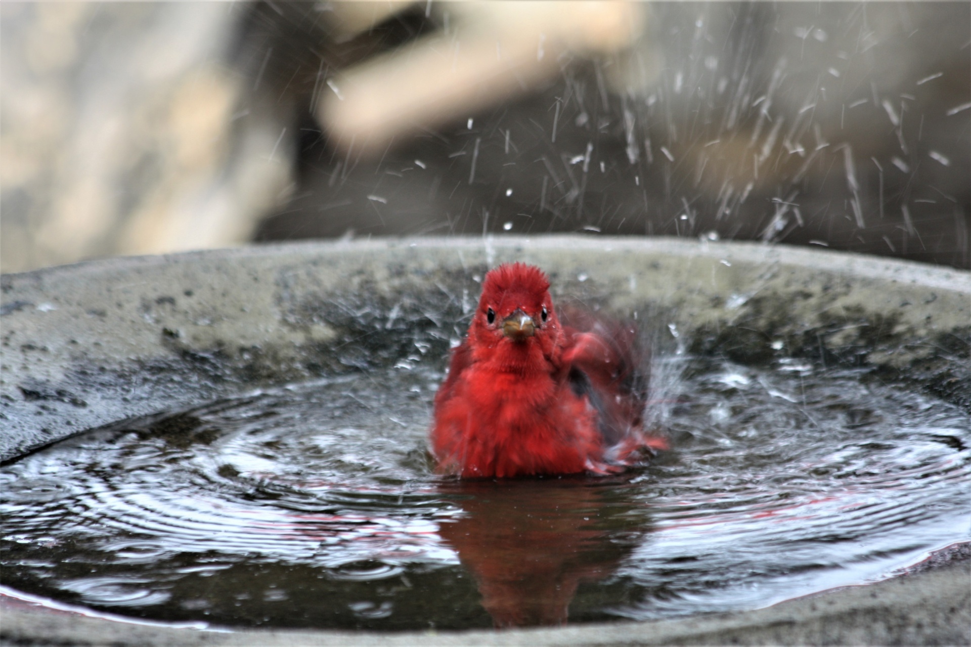 Close-up of a bright red male summer tanager bird splashing in the water of bird bath.