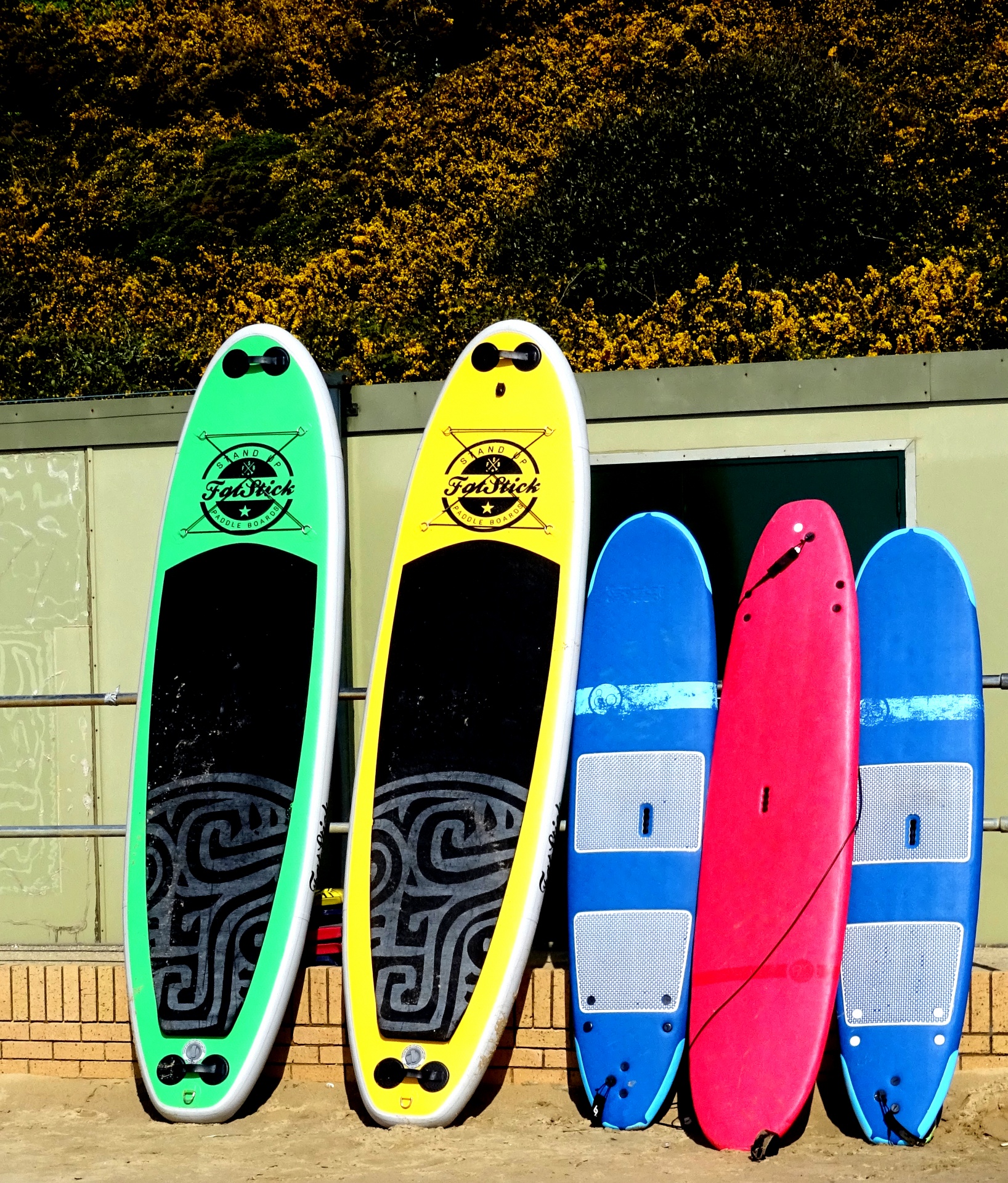 Surf Paddle Boards In A Row