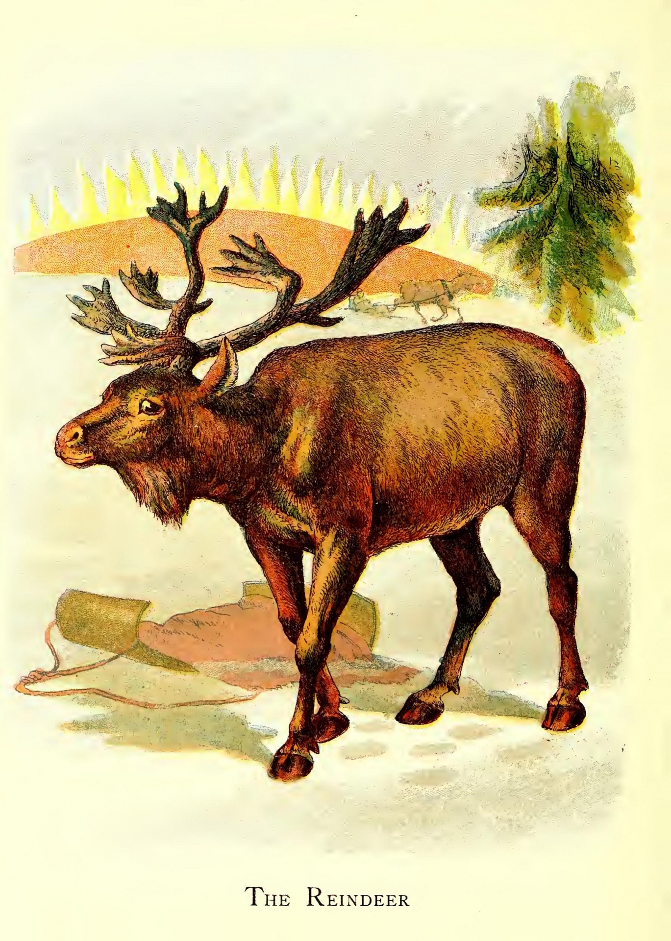 The Reindeer Rangifer Tarandus