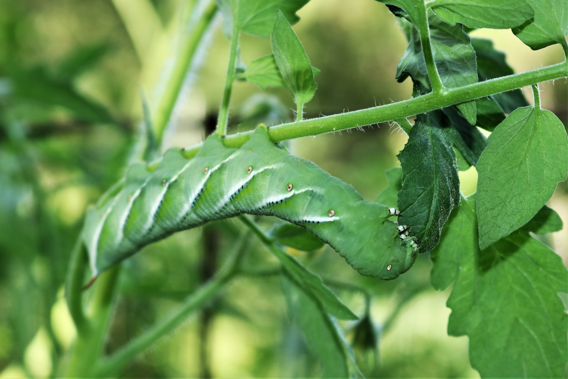 Tobacco Hornworm Eating Plant Leaf