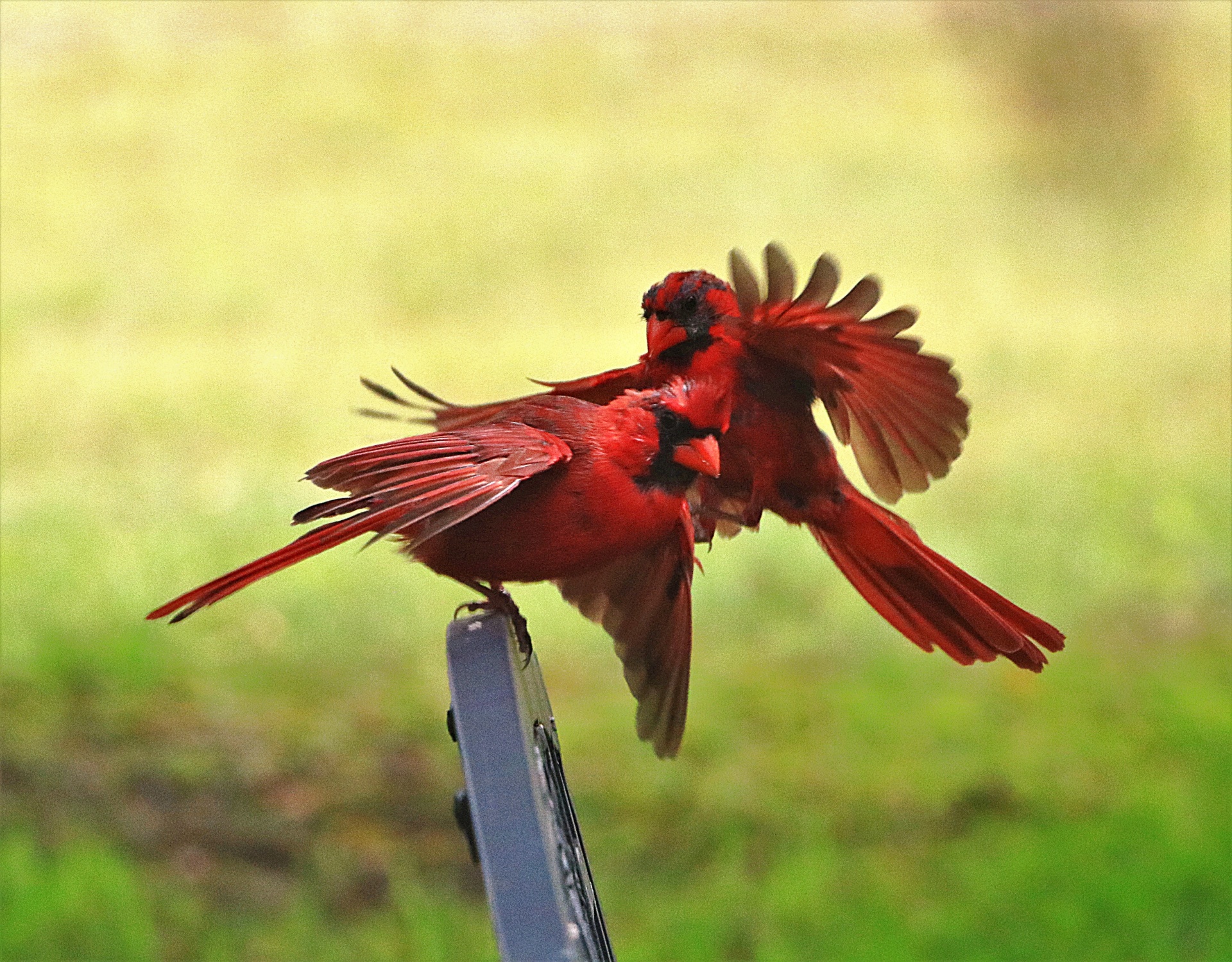 Two Cardinals Landing On Bench
