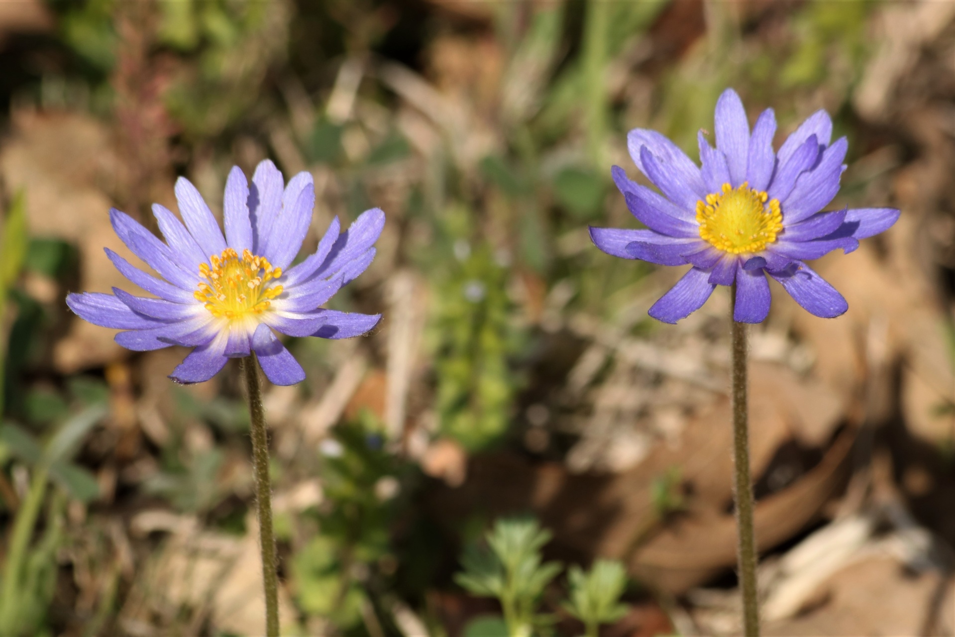 Two Purple Carolina Anemone Flowers