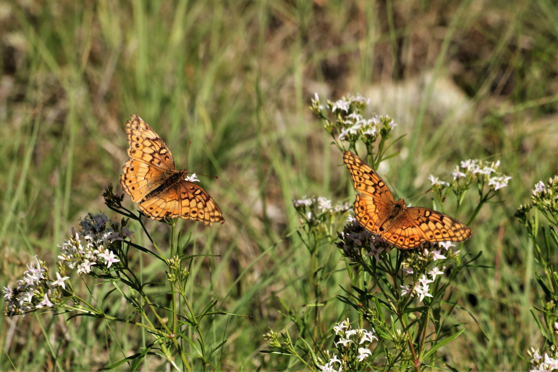 Variegated Fritillary Butterflies