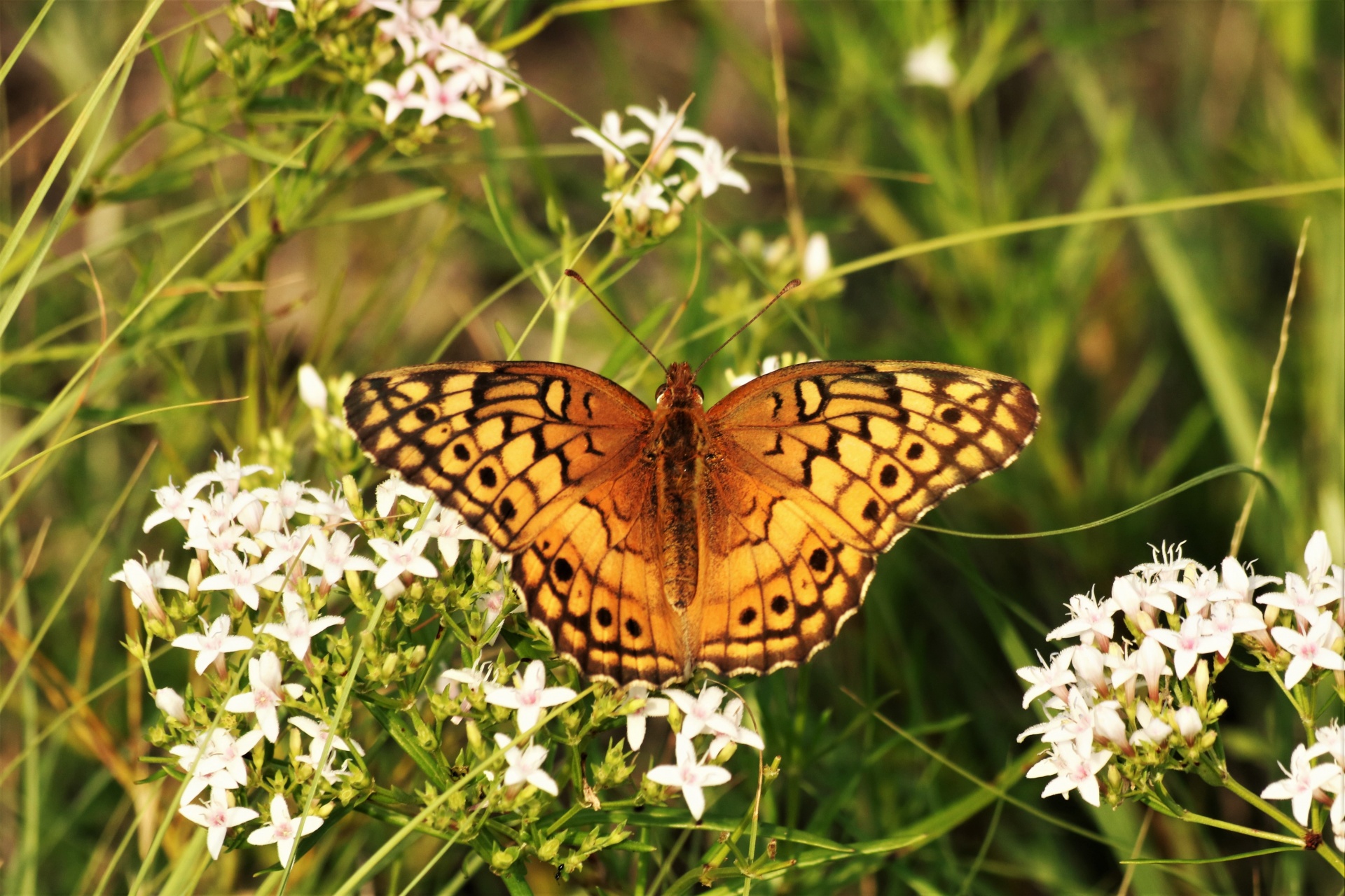 Variegated Fritillary Butterfly 8