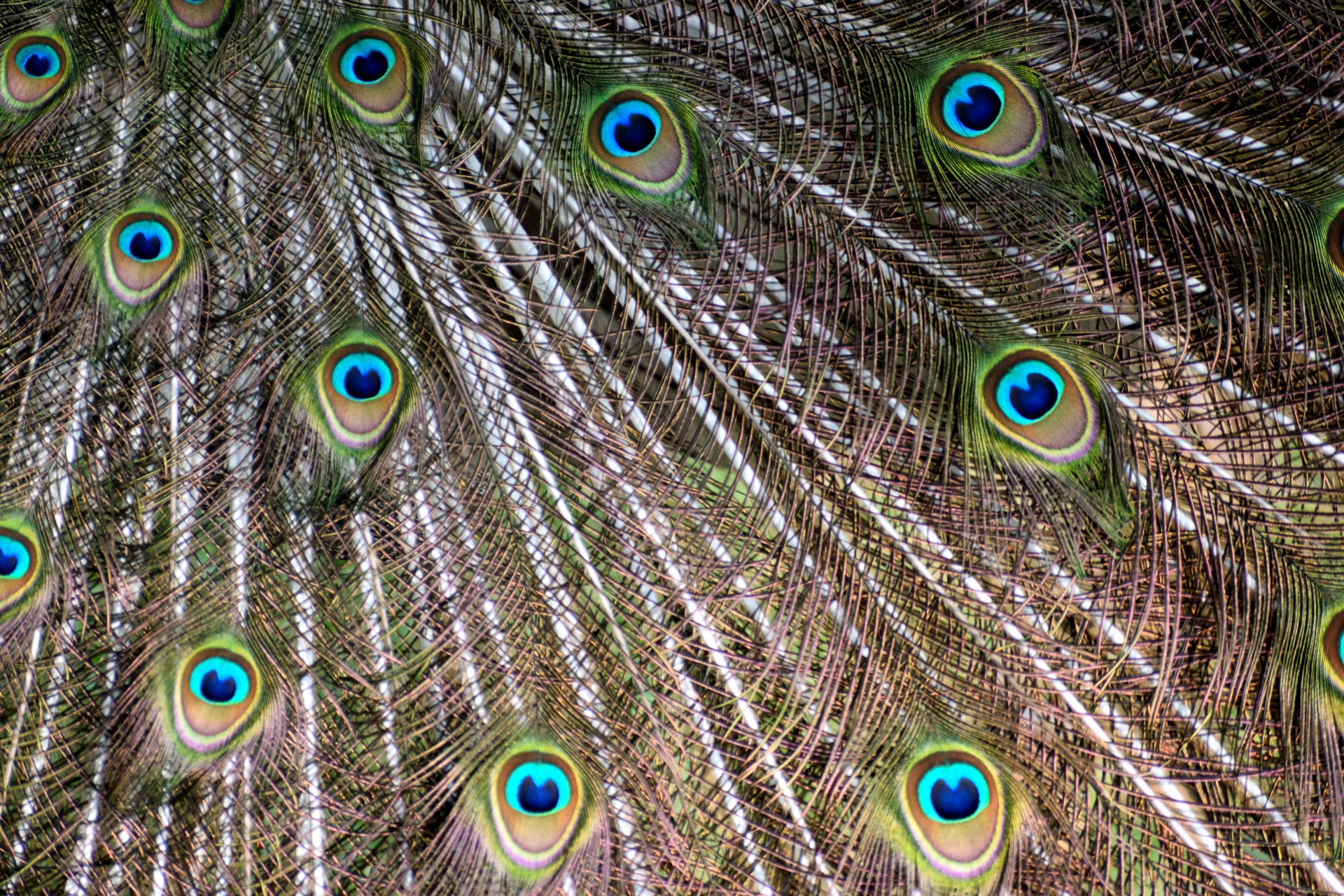 Vibrant Color Peacock Feathers