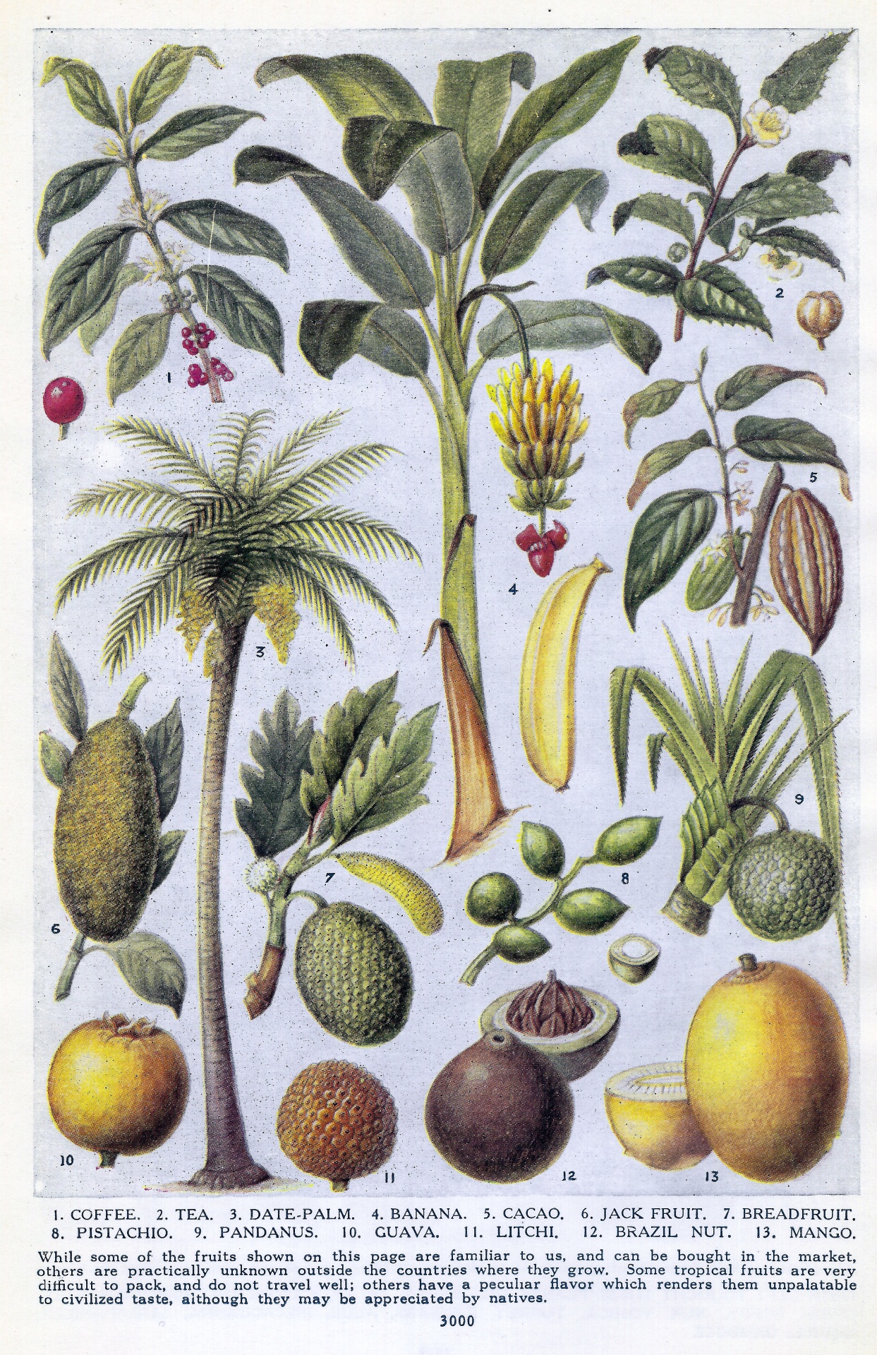 Vintage illustration of a variety of tropical crops grown in the early 20th century