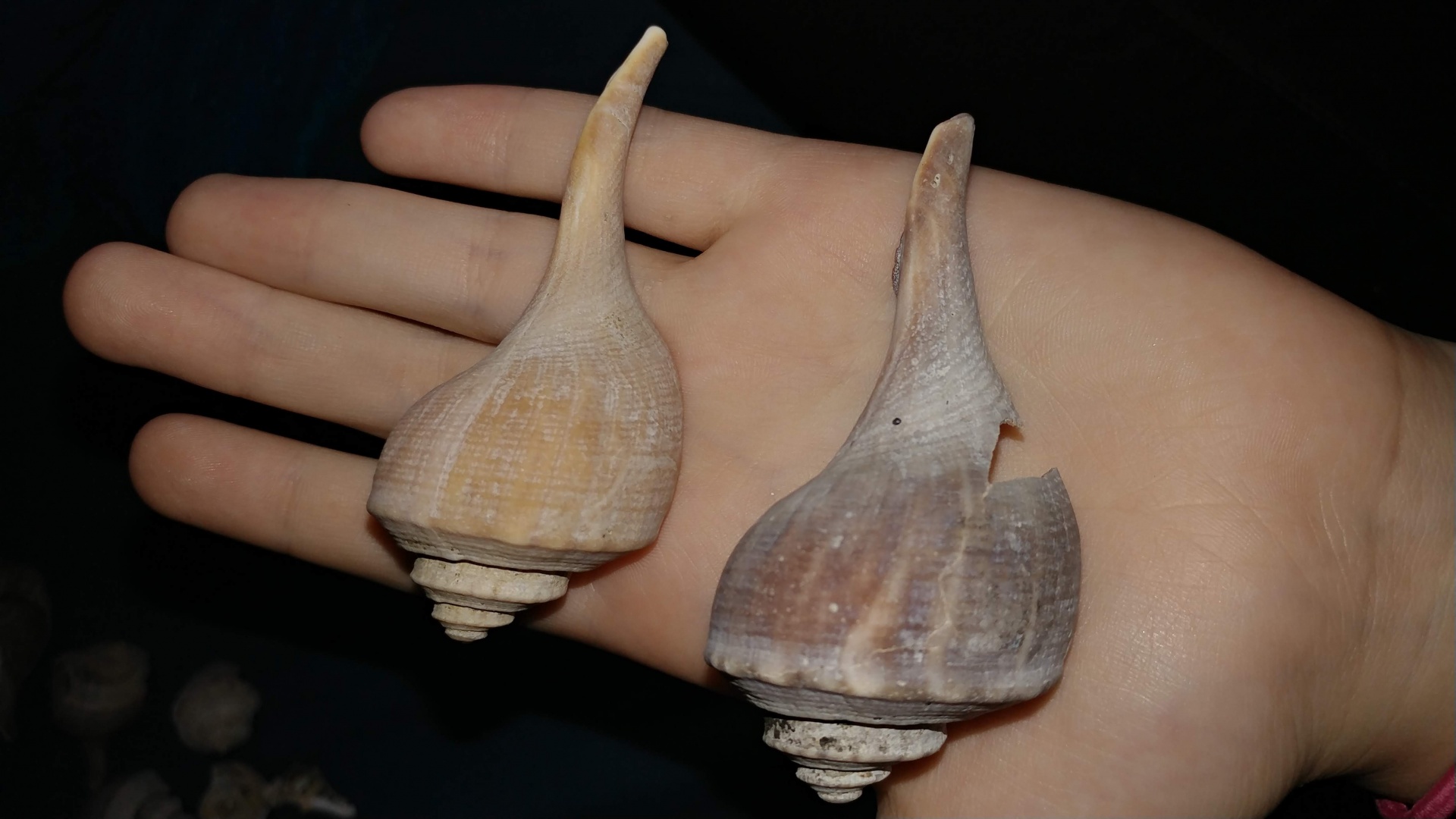 shells-free-stock-photo-public-domain-pictures