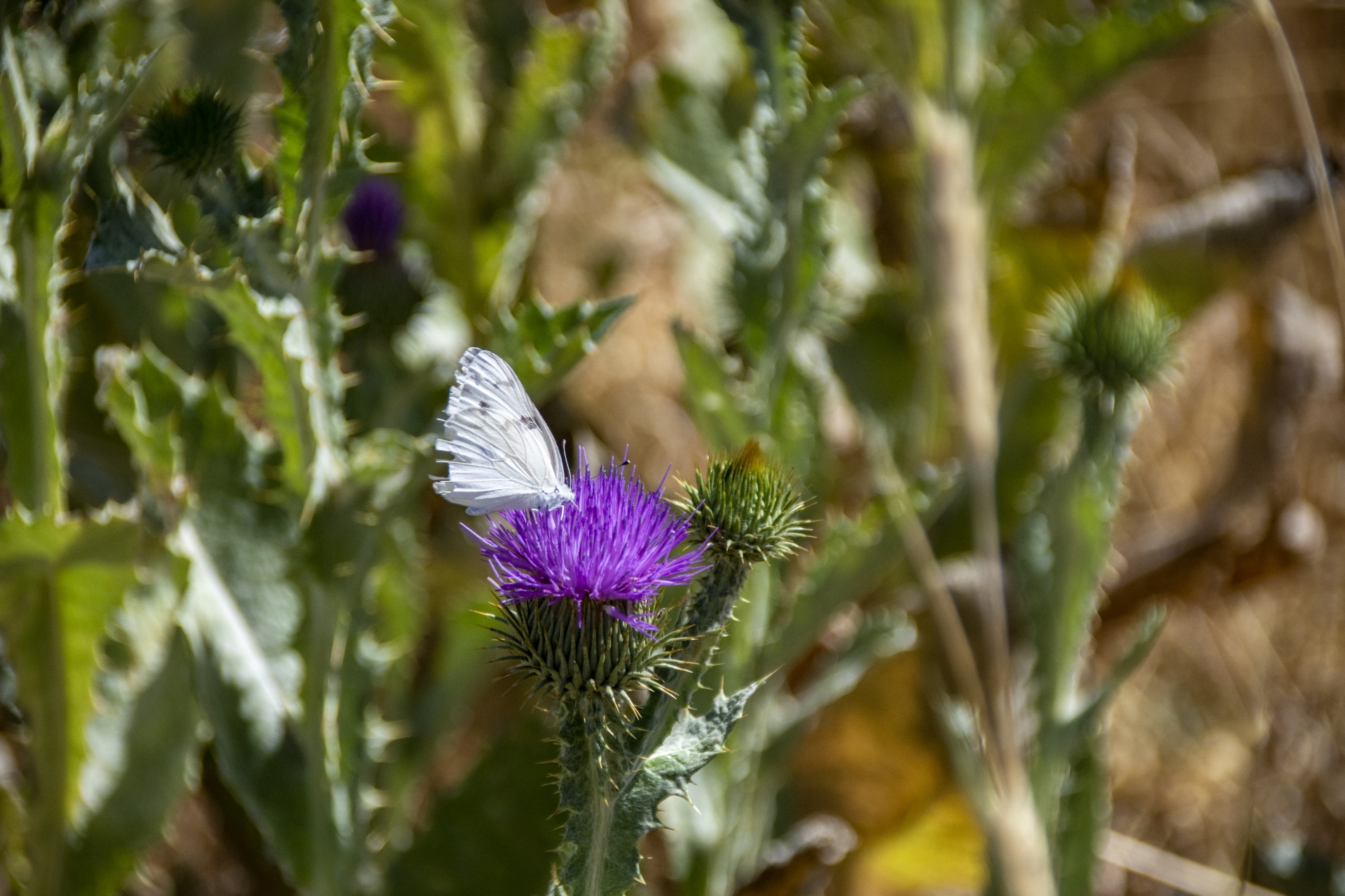 small cabbage white butterfly on purple artichoke thistle bloom