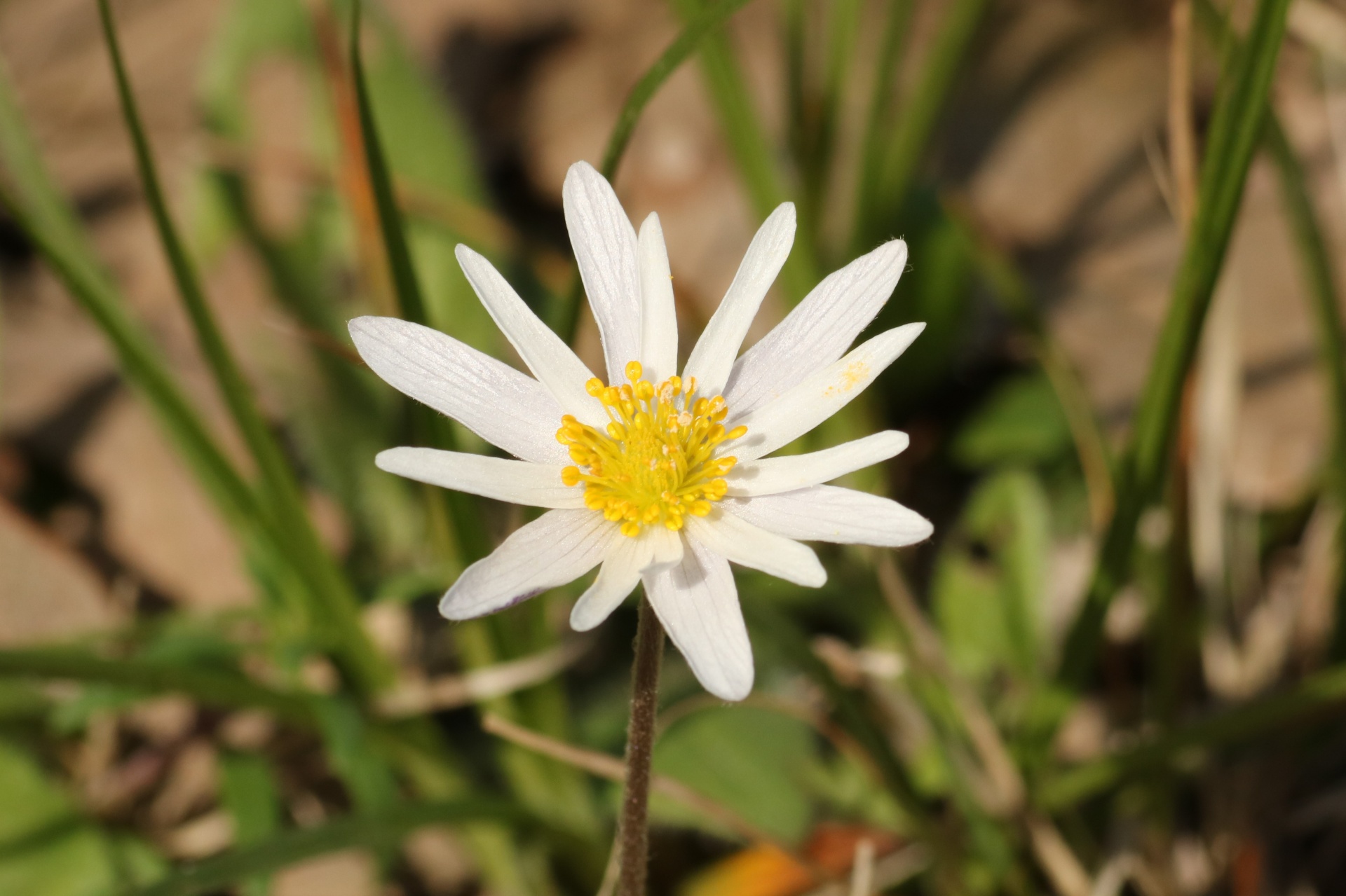 White Carolina Anemone Wildflower