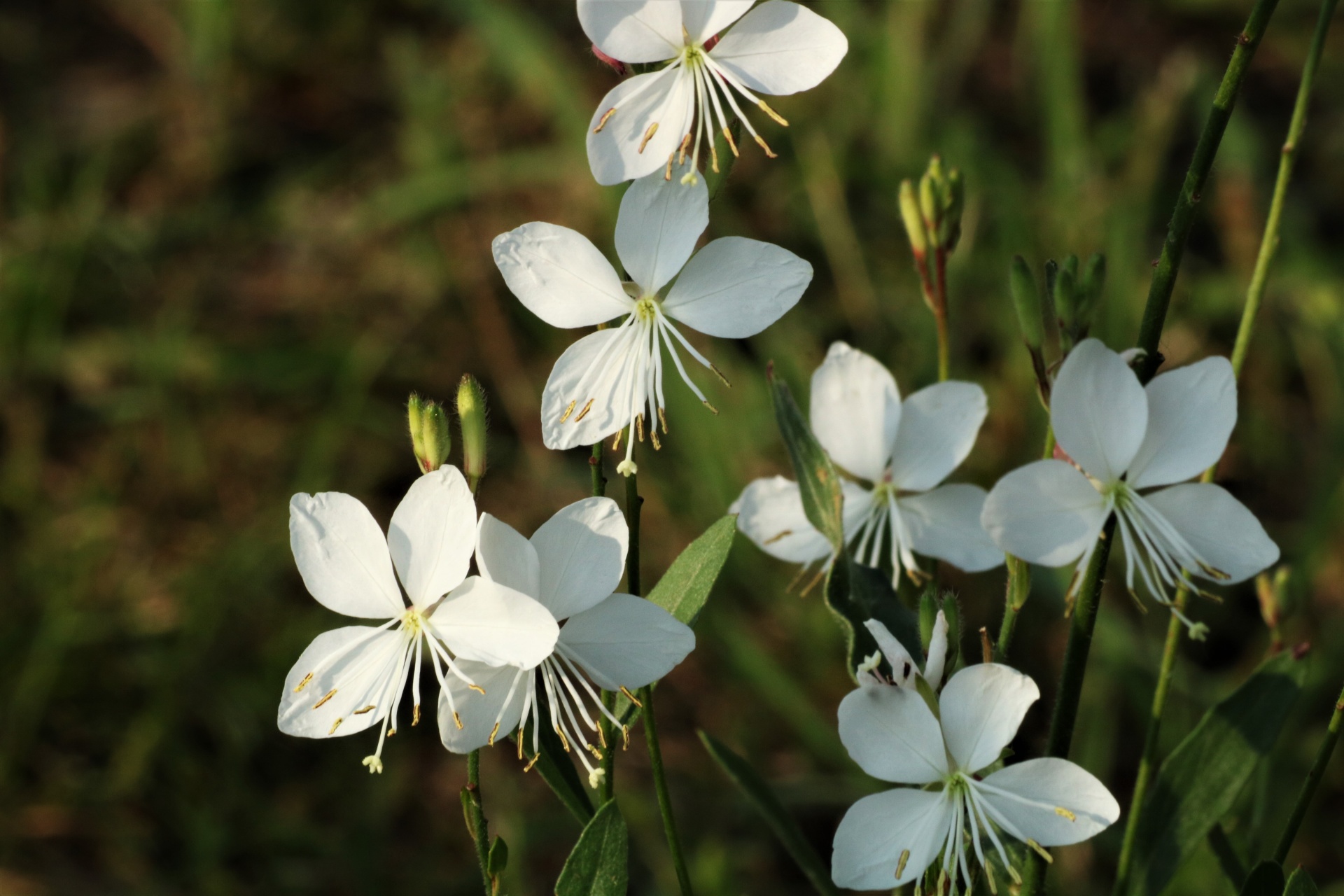 White Guara Flowers Close-up
