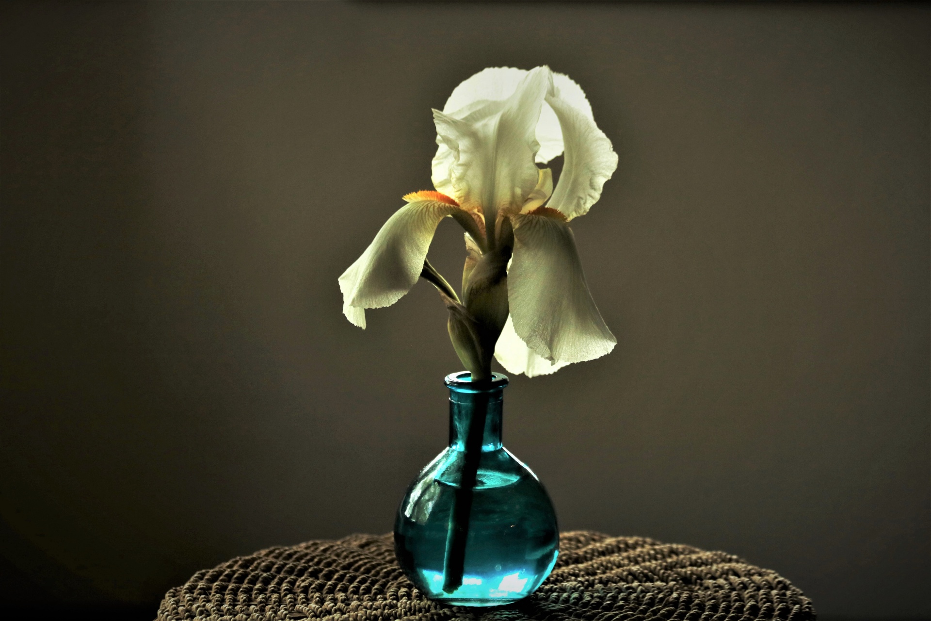 White Iris In Shadows