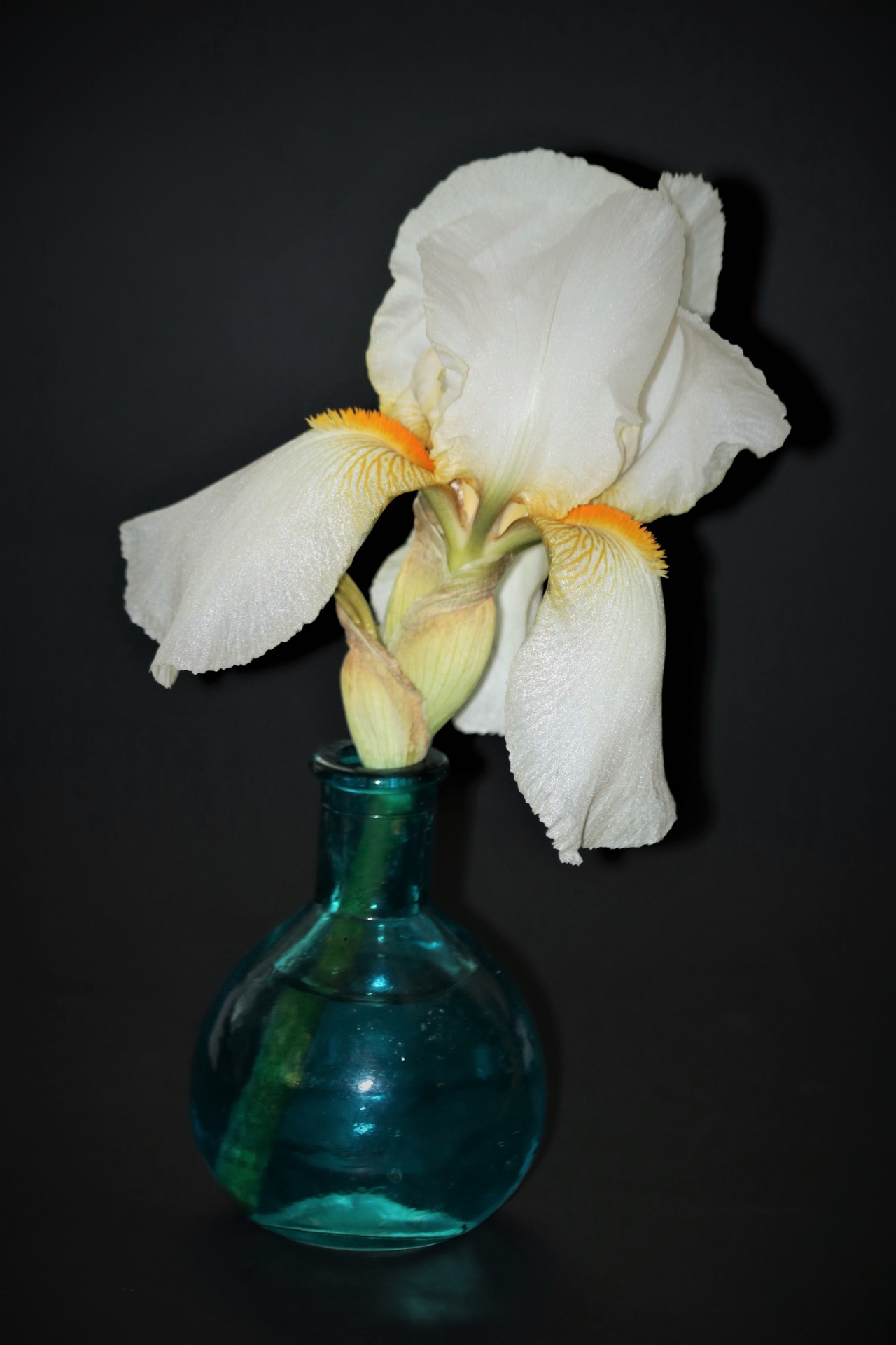 A white bearded iris in a blue vase isolated on a black background.