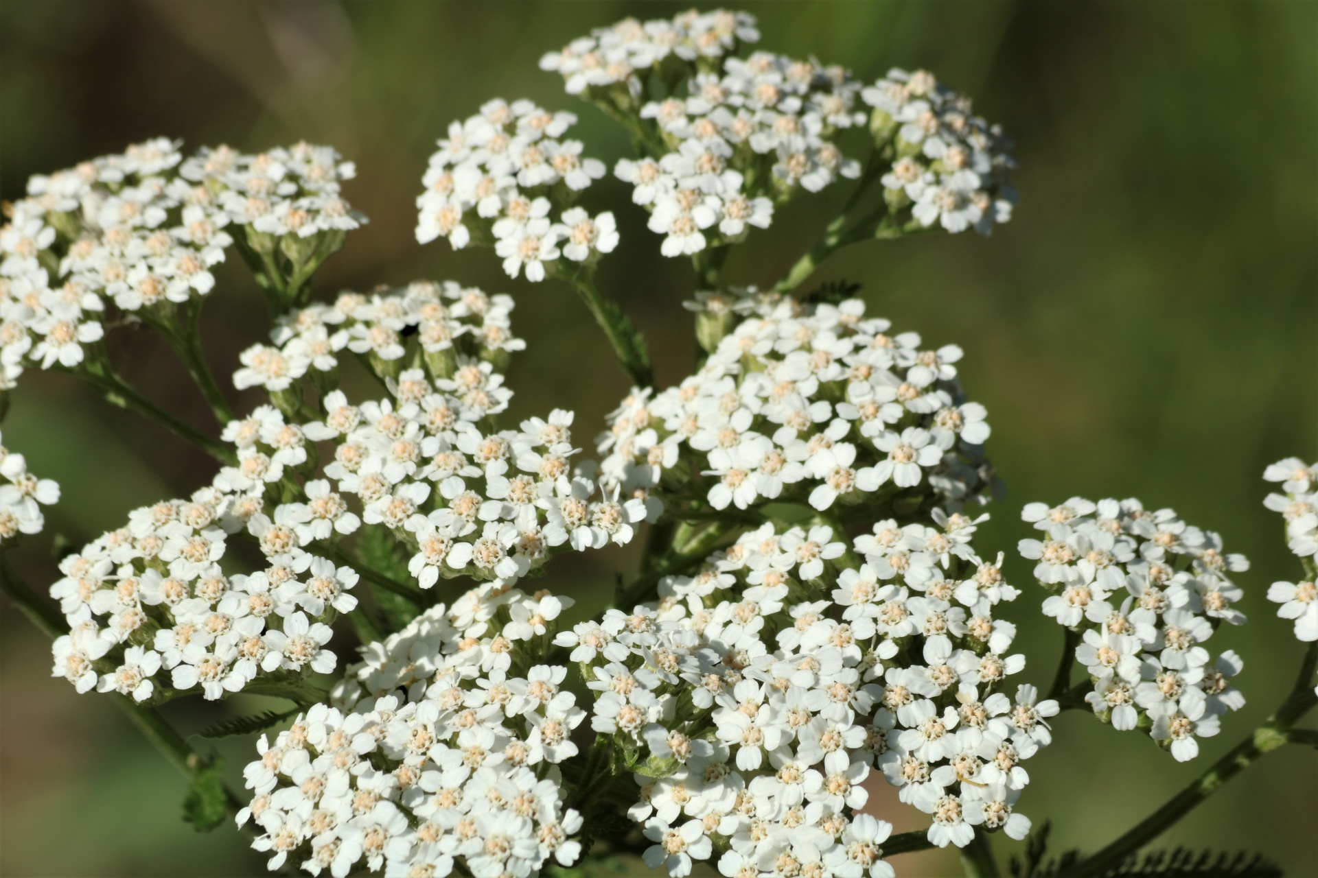 White Yarrow Wildflowers Close-up