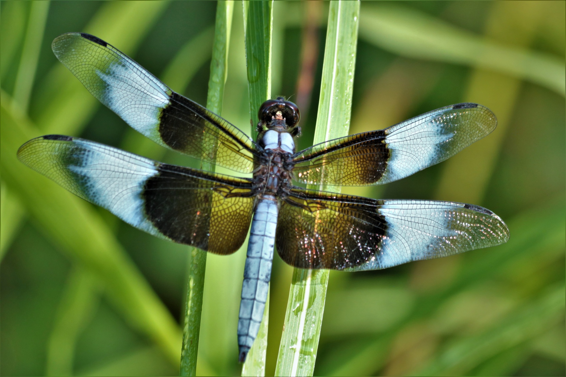 Widow Skimmer Dragonfly Close-up 2