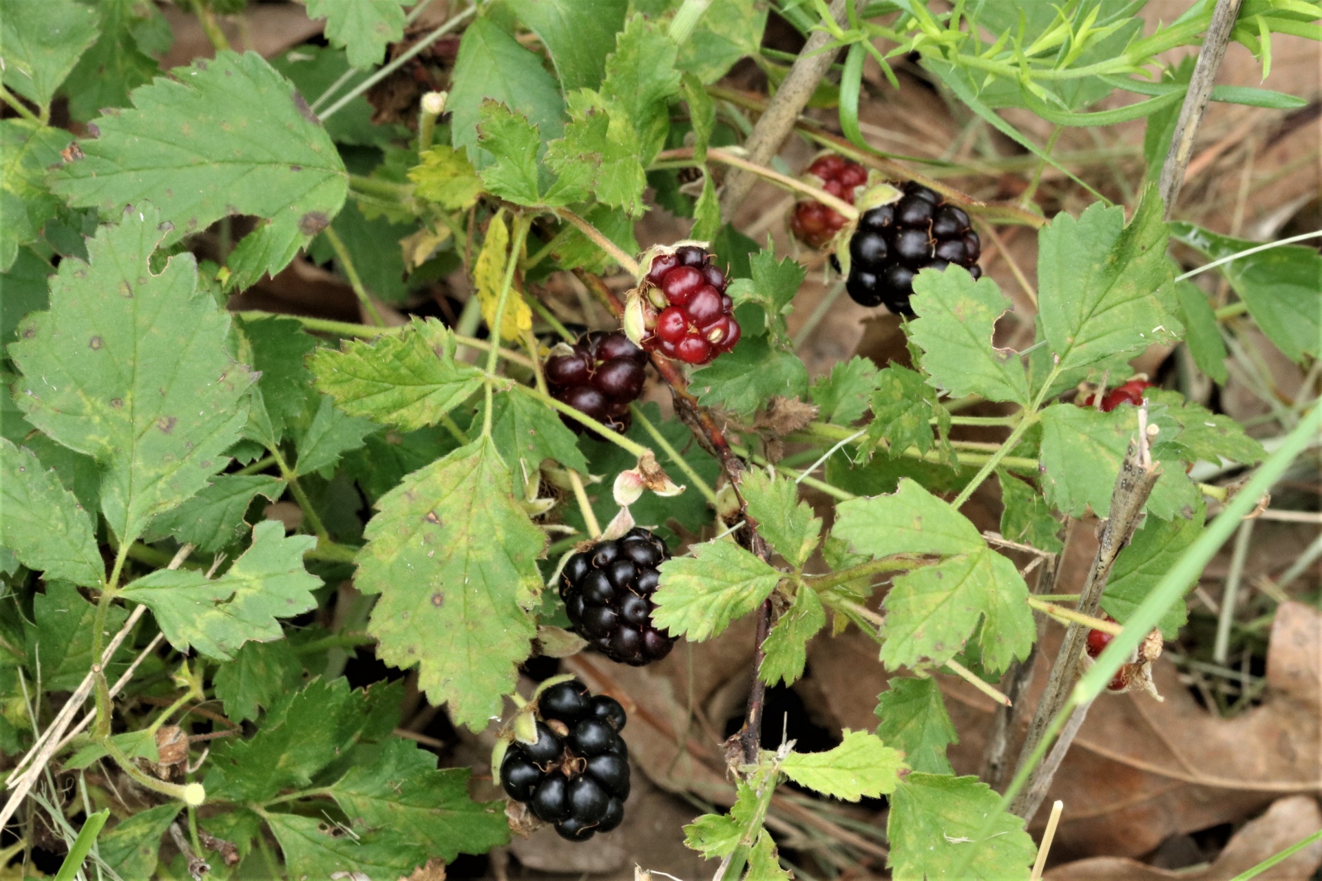 Close-up of wild blackberries on the vine.