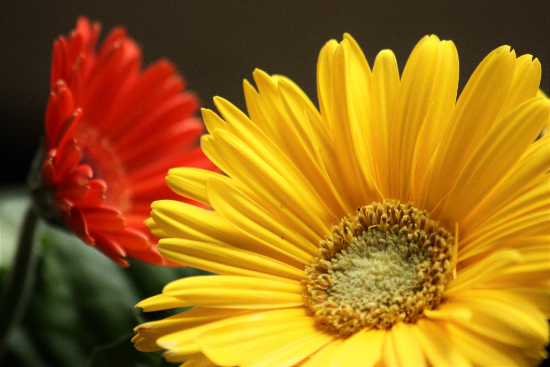 Yellow And Red Gerbera Daisies